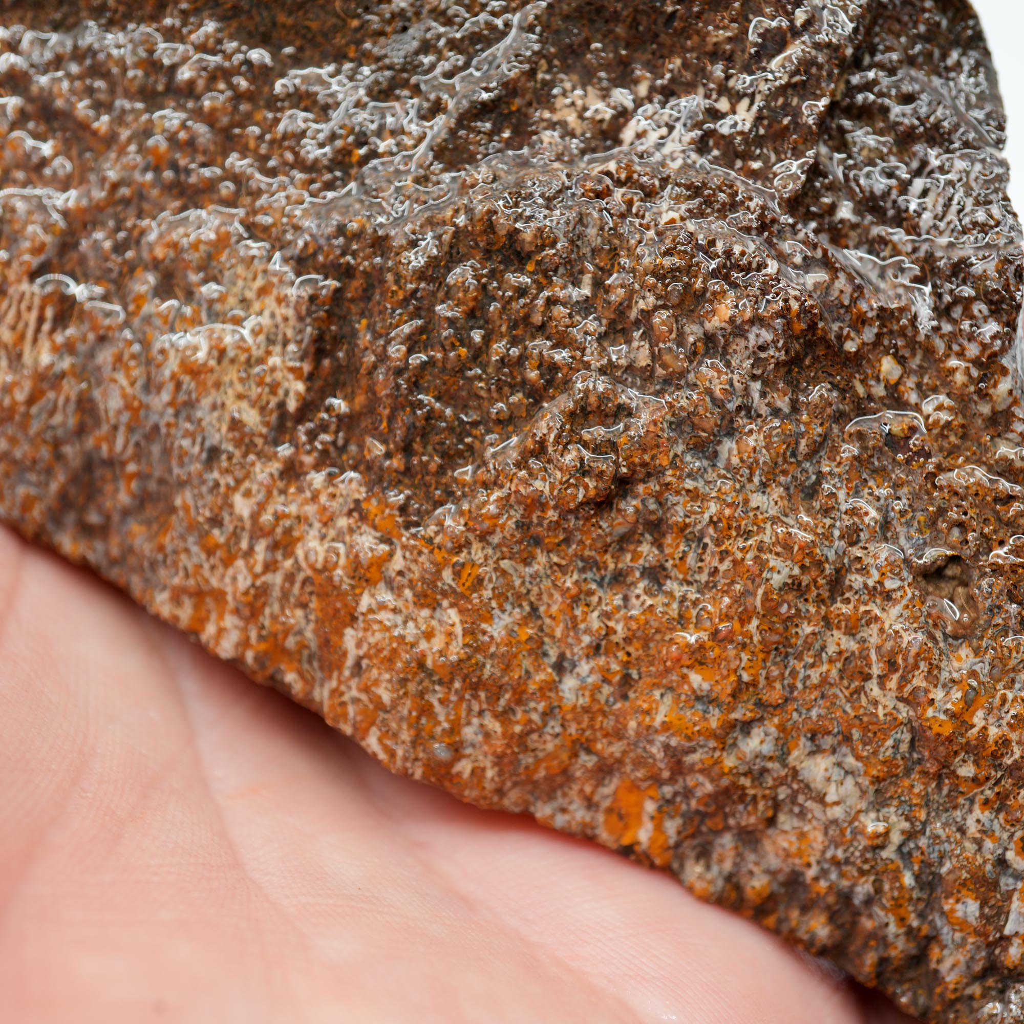 Gem Dinosaur Bone Endcut - Rare Orange Cell Pattern Old Stock