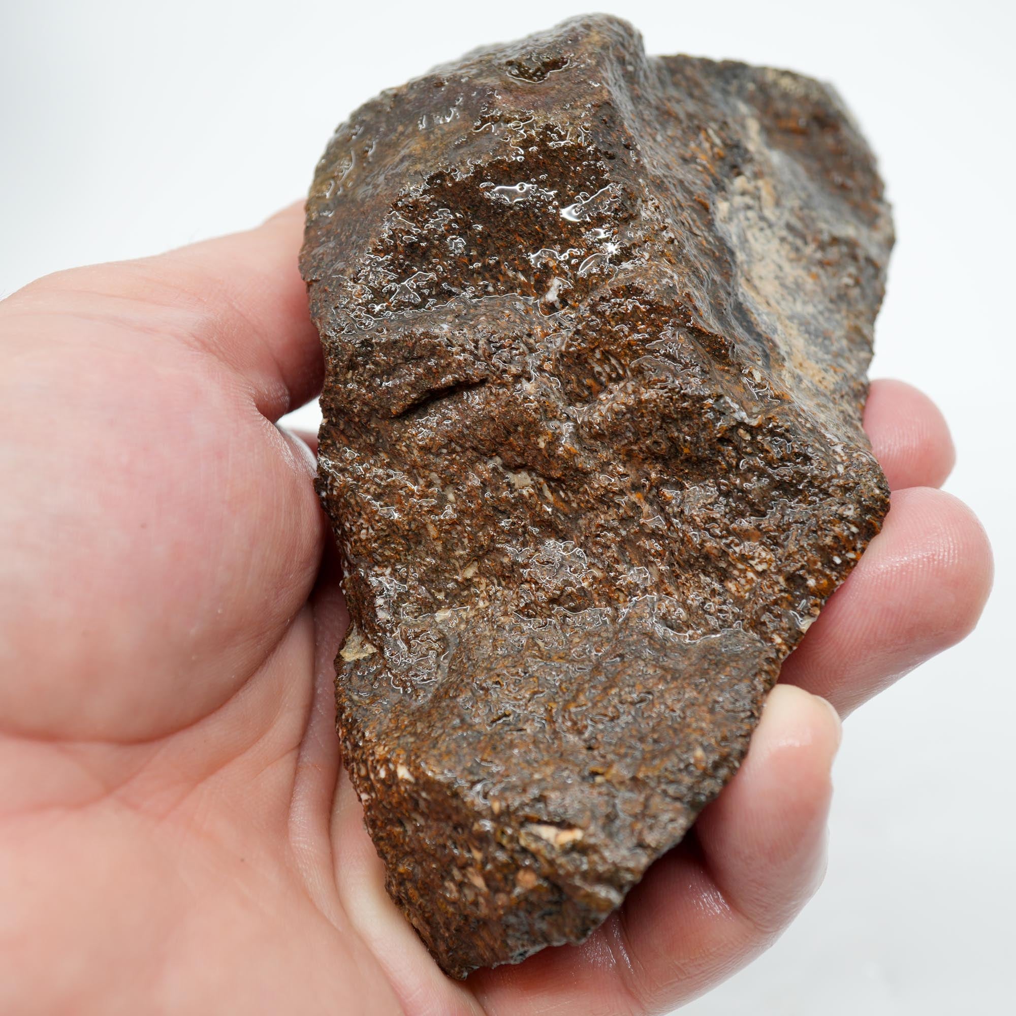 Gem Dinosaur Bone Endcut - Rare Orange Cell Pattern Old Stock