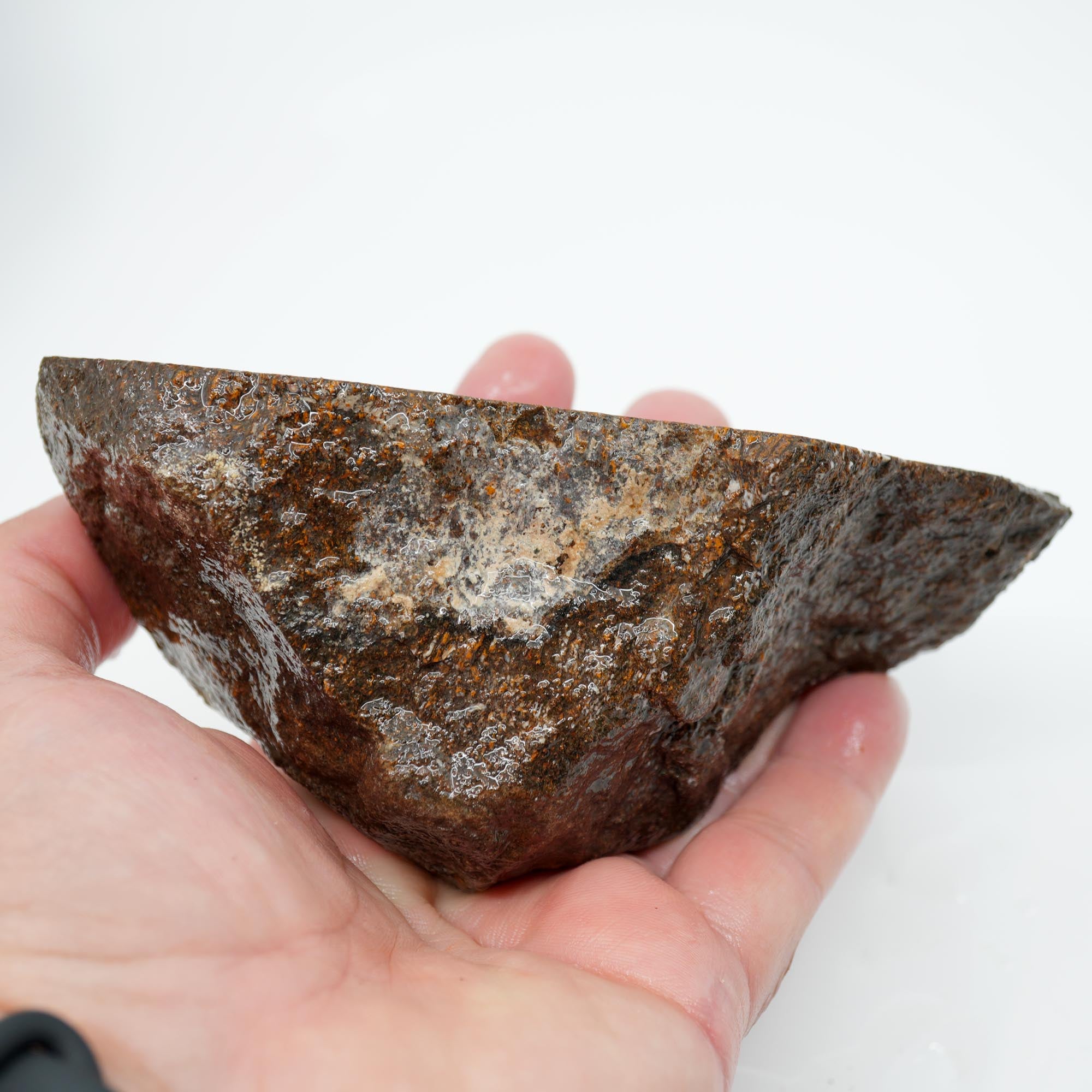 Gem Dinosaur Bone Endcut - Rare Orange Cell Pattern Old Stock