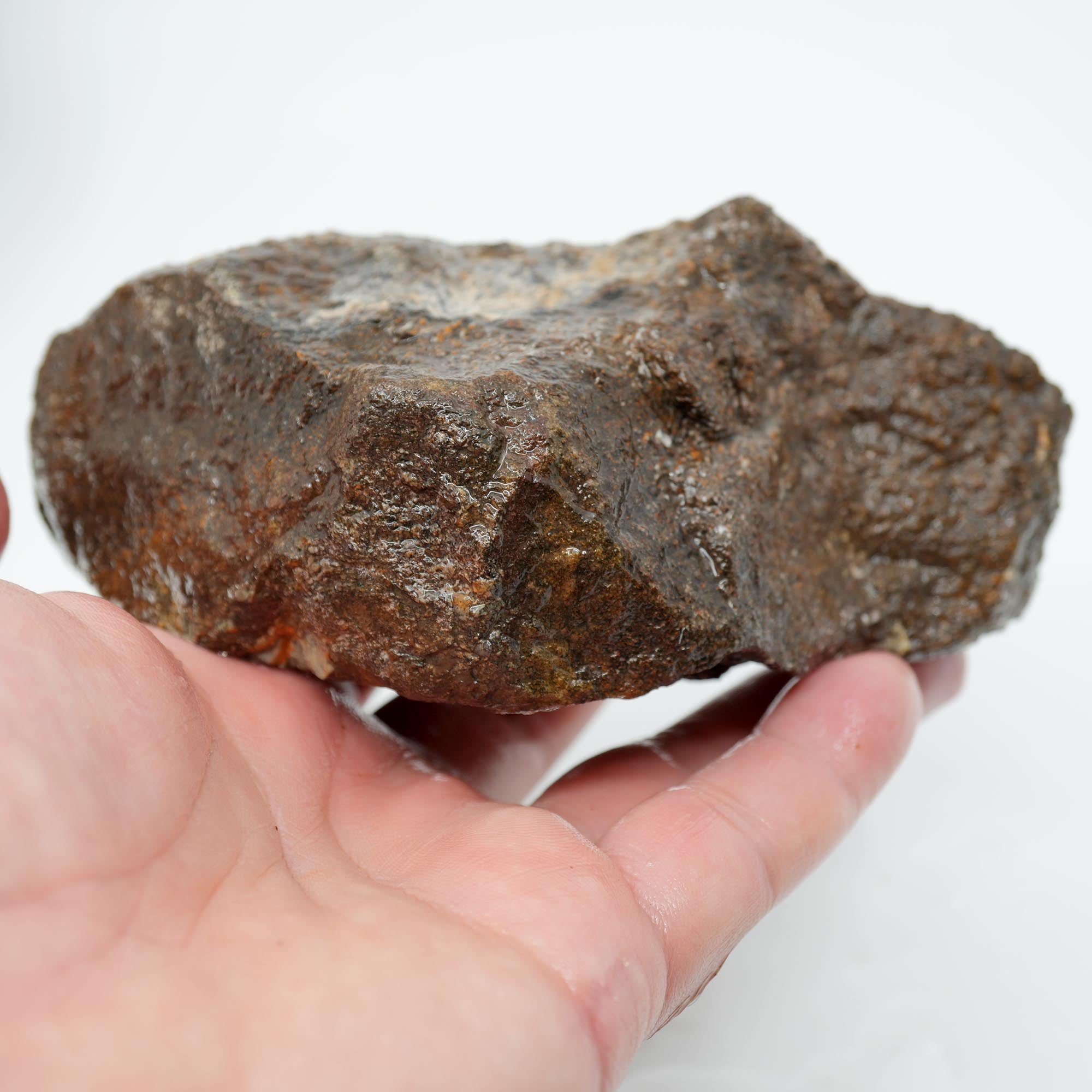 Gem Dinosaur Bone Endcut - Rare Orange Cell Pattern Old Stock