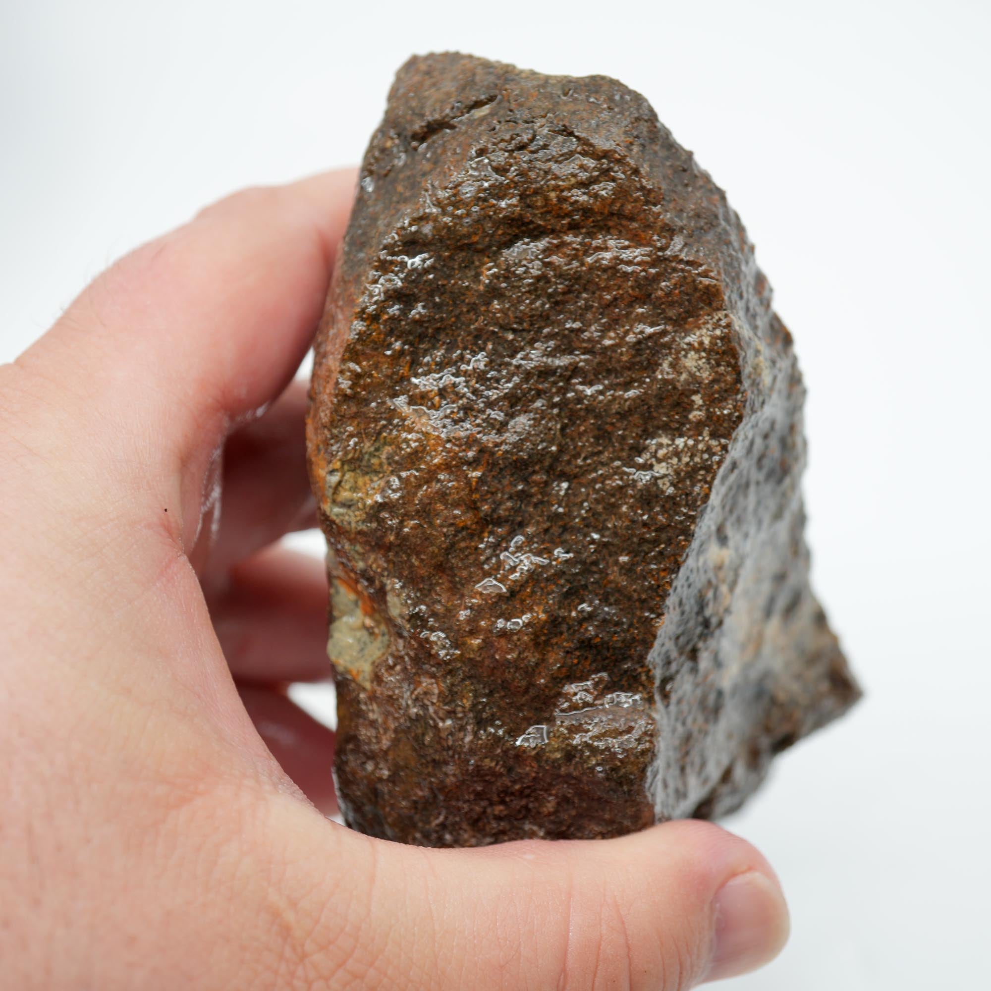 Gem Dinosaur Bone Endcut - Rare Orange Cell Pattern Old Stock