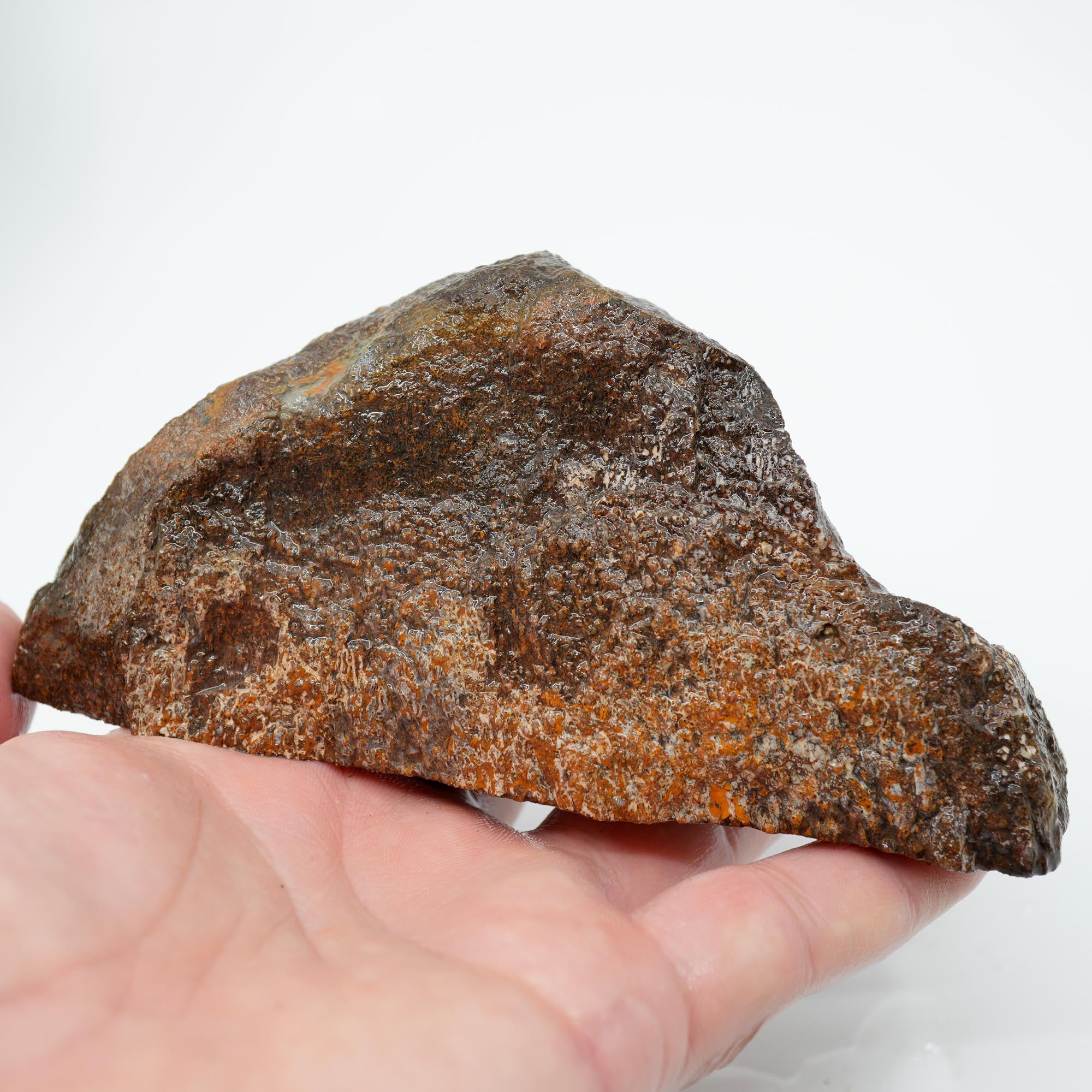 Gem Dinosaur Bone Endcut - Rare Orange Cell Pattern Old Stock