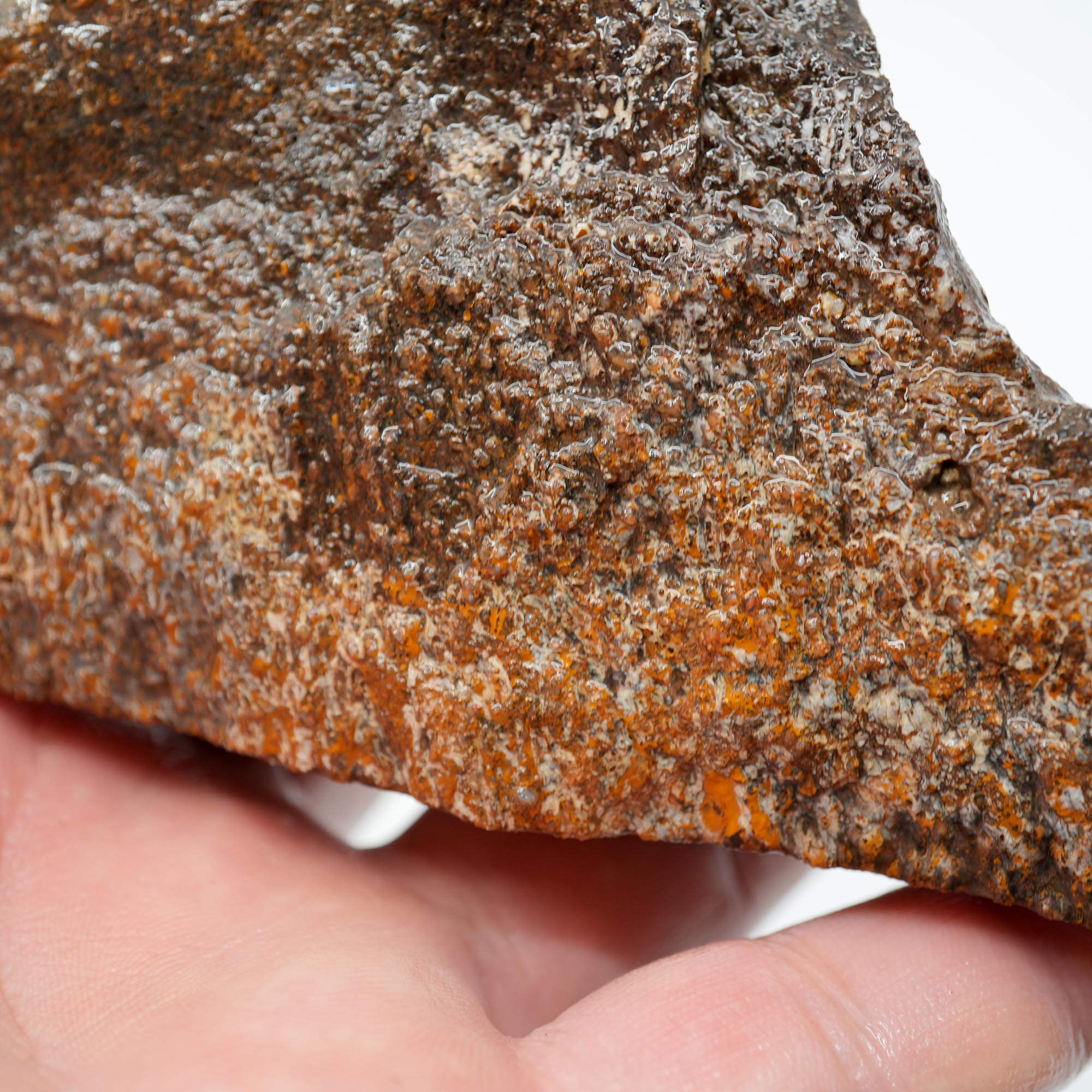 Gem Dinosaur Bone Endcut - Rare Orange Cell Pattern Old Stock