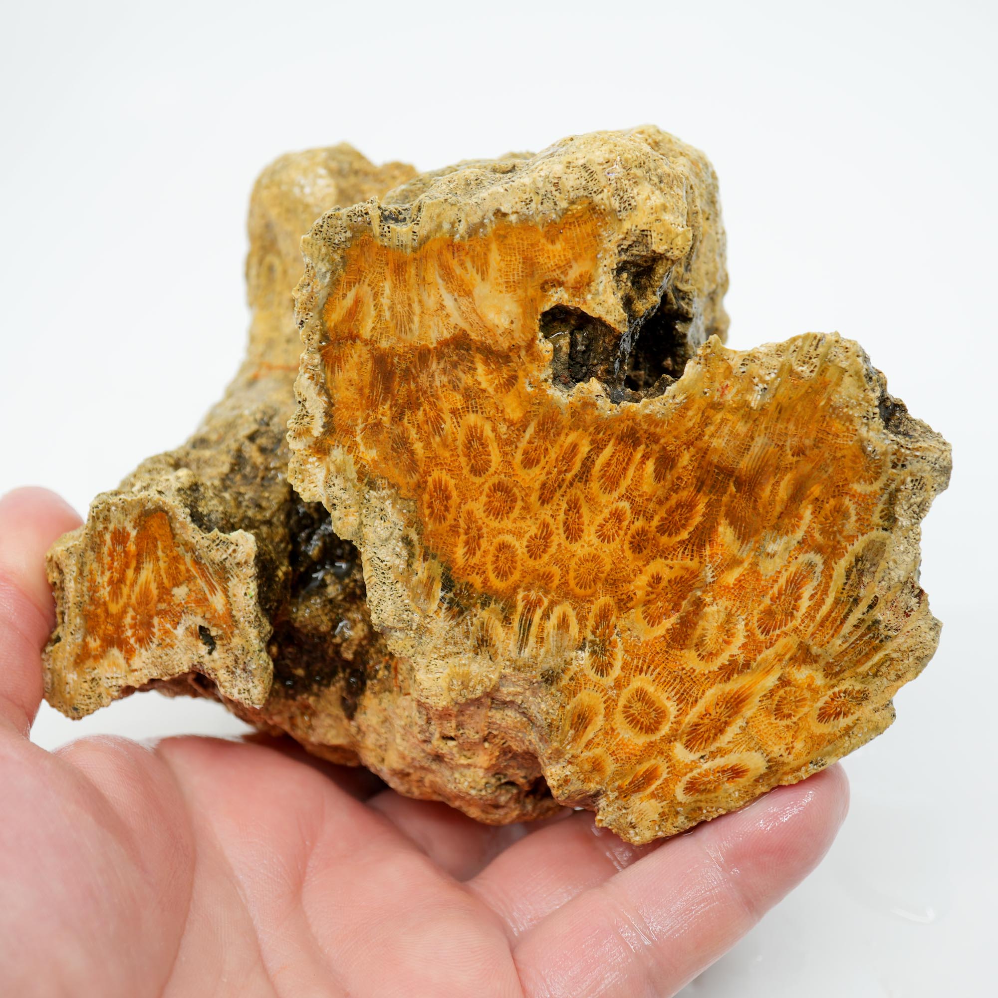 Indonesian Fossil Coral Cut and Proven - Butterscotch Flower Scene