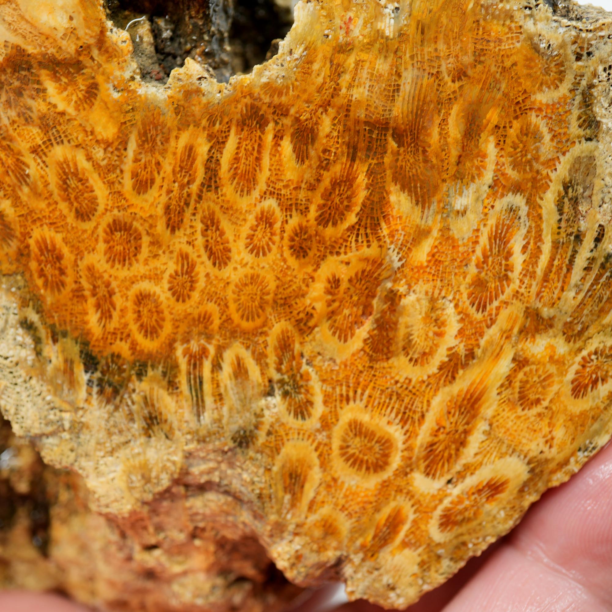 Indonesian Fossil Coral Cut and Proven - Butterscotch Flower Scene