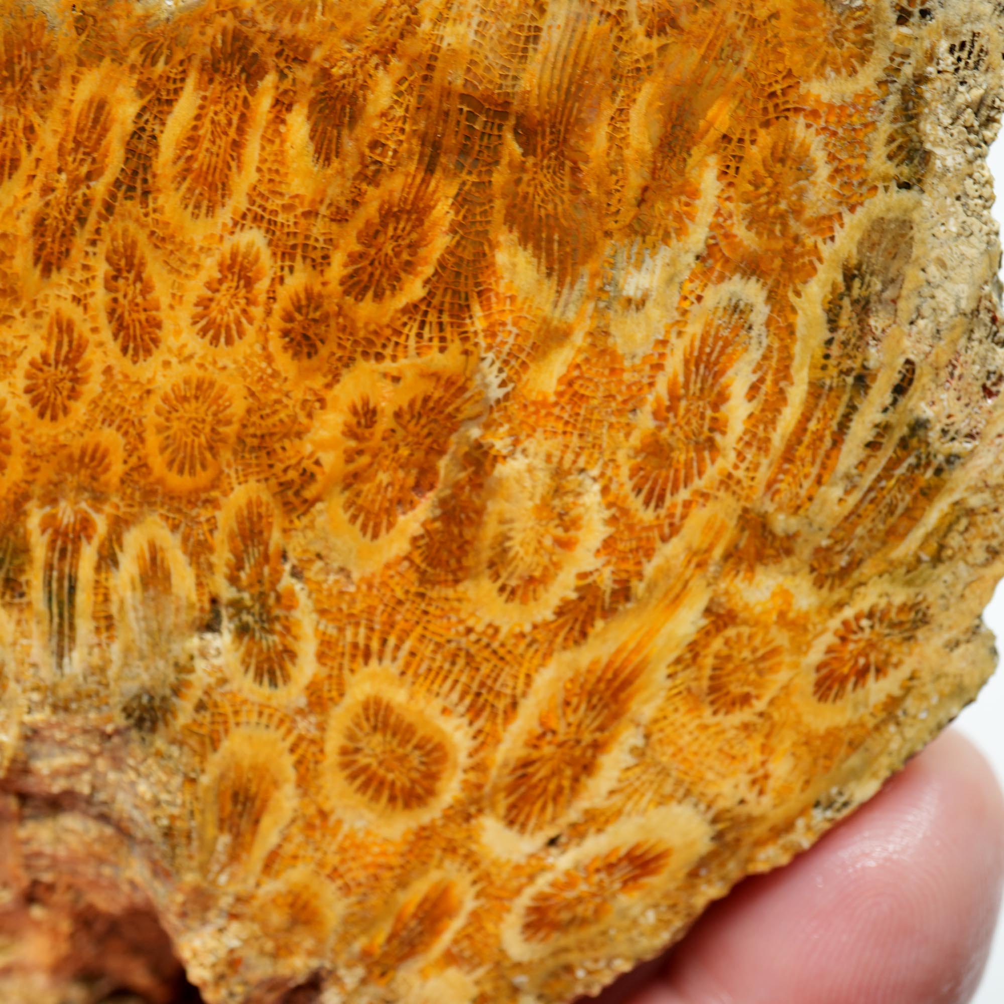 Indonesian Fossil Coral Cut and Proven - Butterscotch Flower Scene