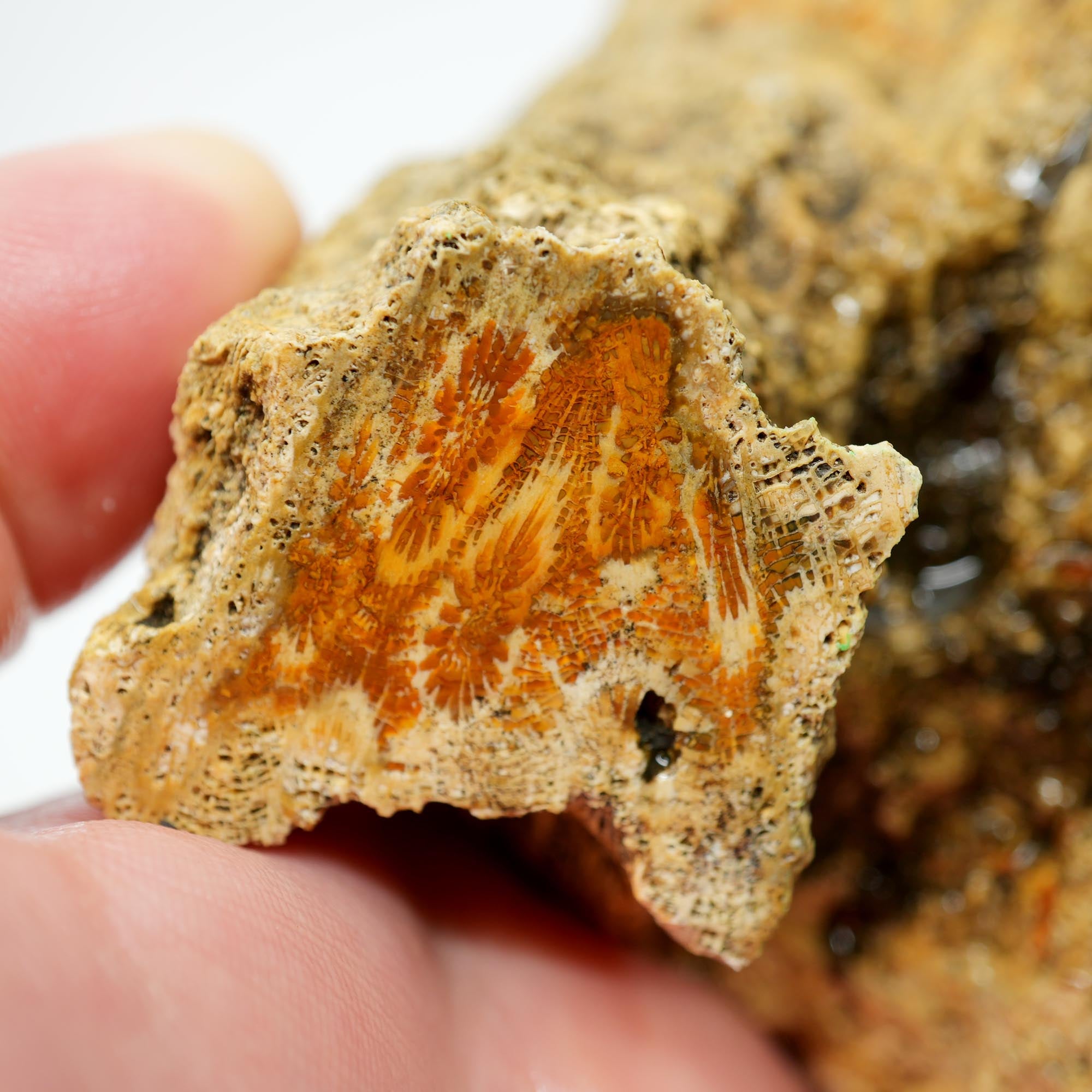 Indonesian Fossil Coral Cut and Proven - Butterscotch Flower Scene