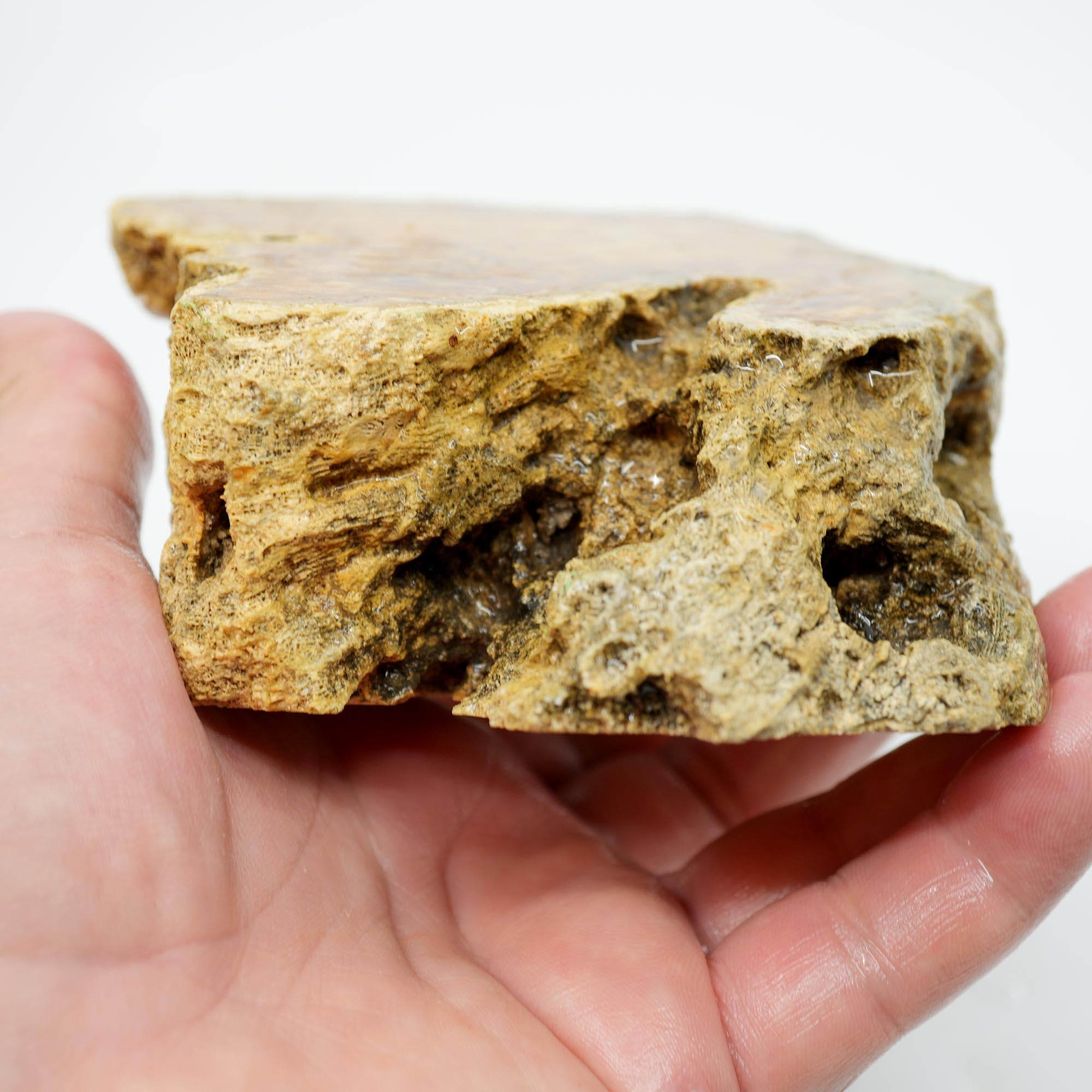 Indonesian Fossil Coral Cut and Proven - Butterscotch Flower Scene