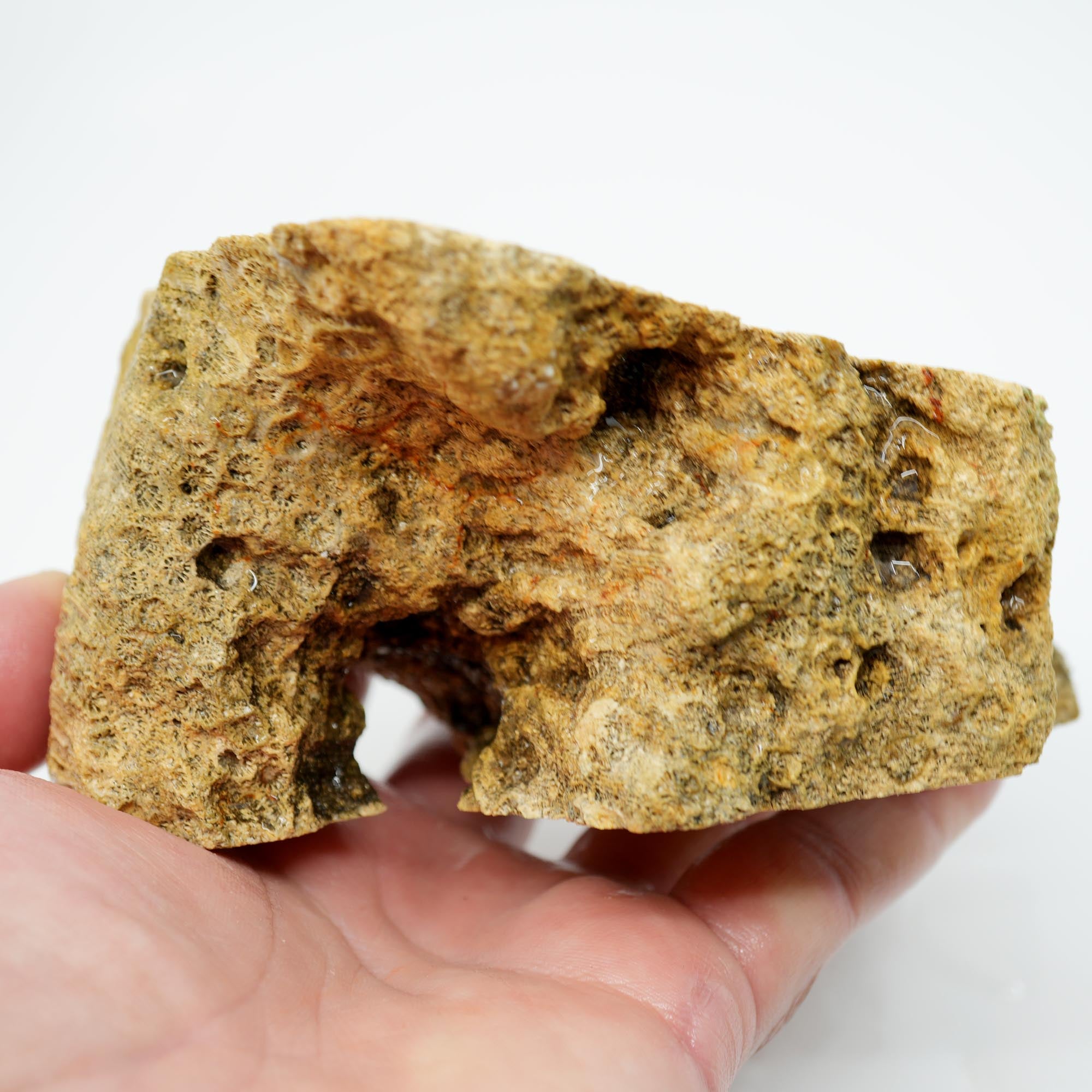 Indonesian Fossil Coral Cut and Proven - Butterscotch Flower Scene
