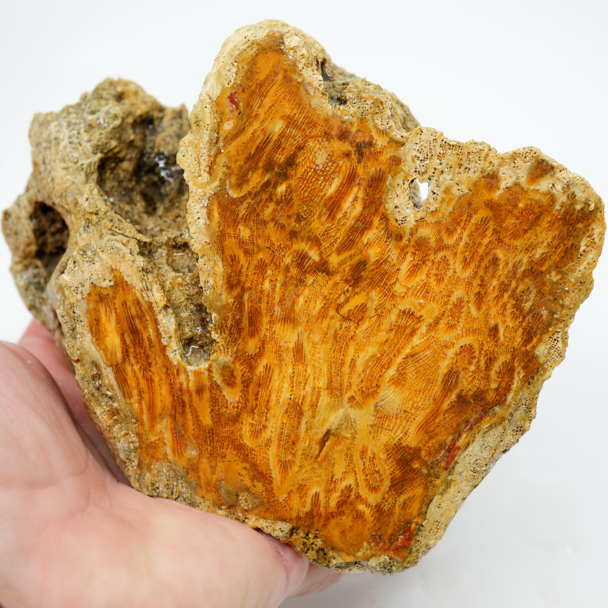 Indonesian Fossil Coral Cut and Proven - Butterscotch Flower Scene