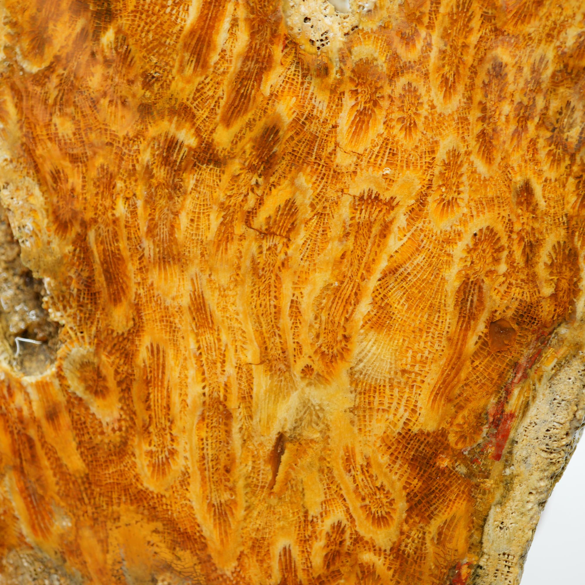 Indonesian Fossil Coral Cut and Proven - Butterscotch Flower Scene