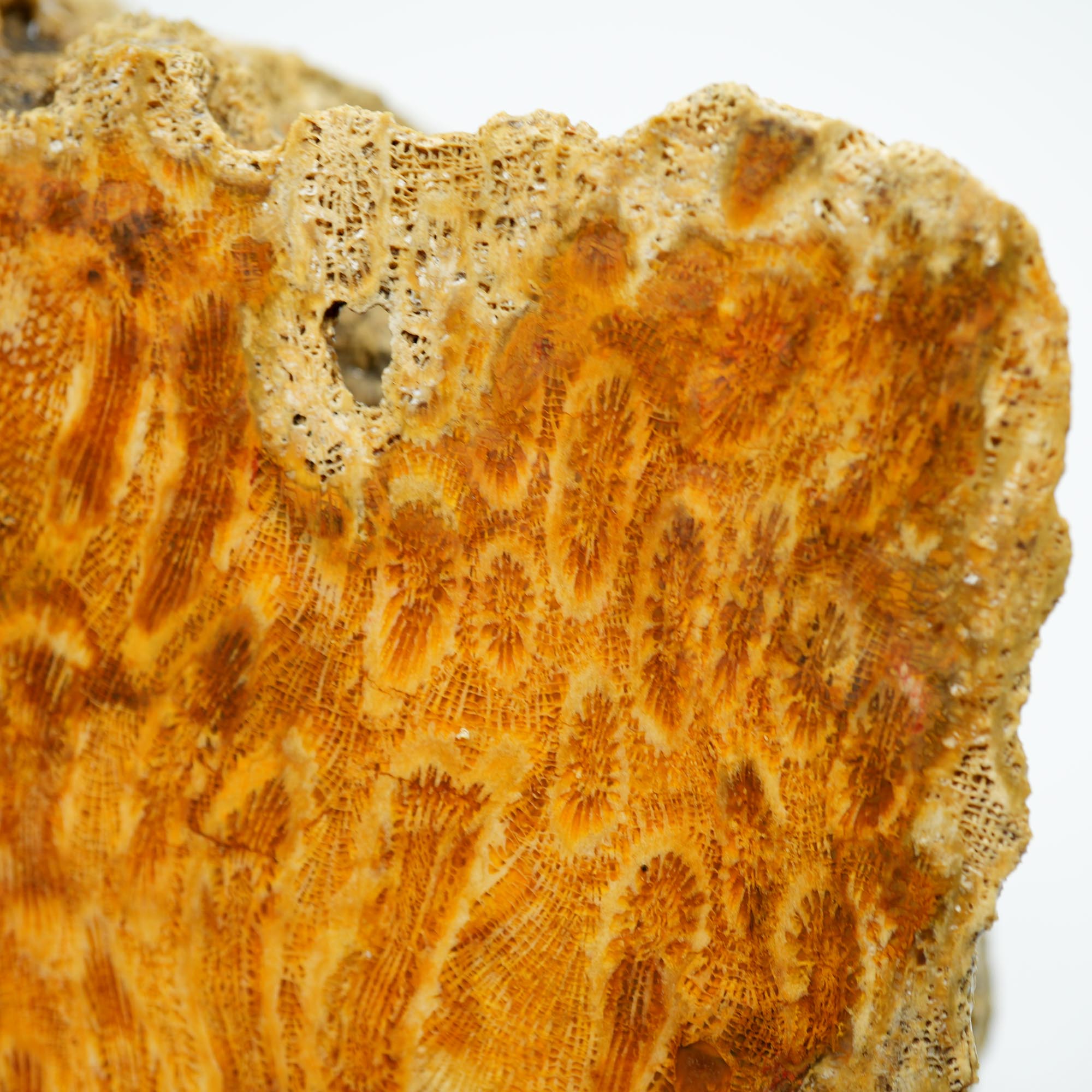 Indonesian Fossil Coral Cut and Proven - Butterscotch Flower Scene