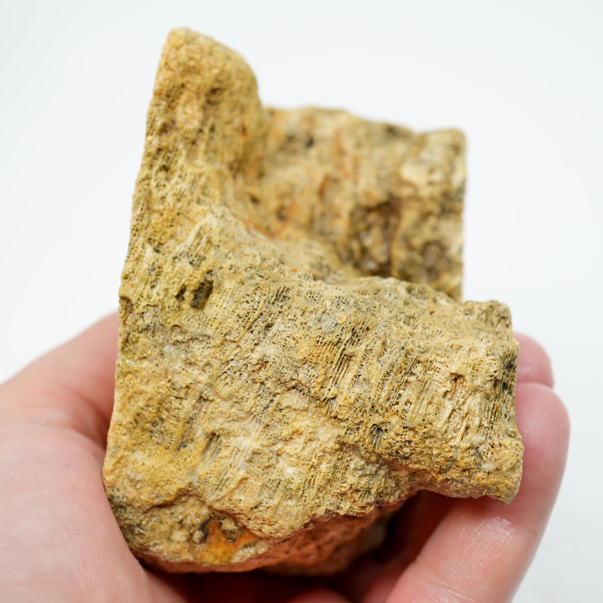 Indonesian Fossil Coral Cut and Proven - Butterscotch Flower Scene