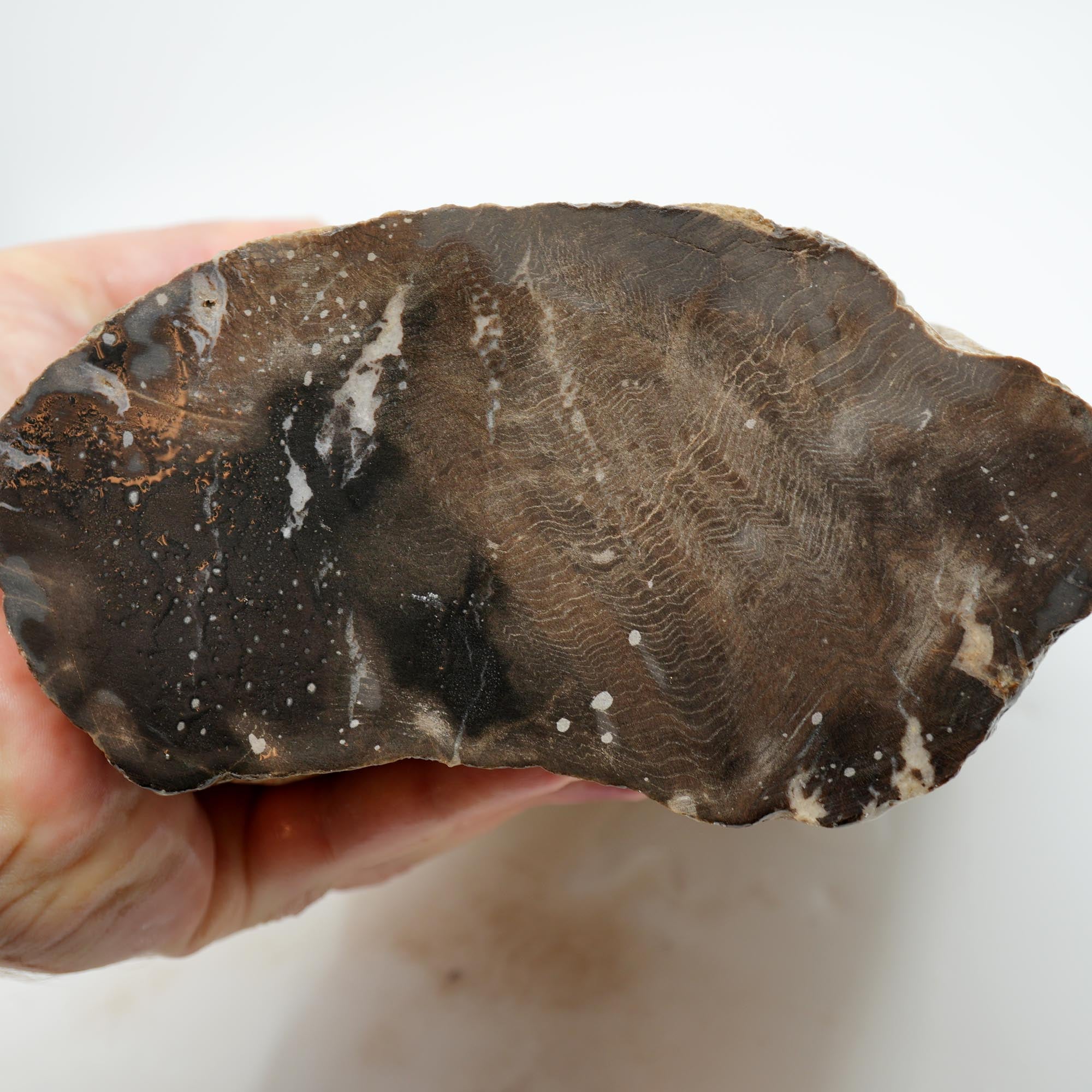 Prineville Herringbone Petrified Wood Rough - Sun Bleached Woodgrain