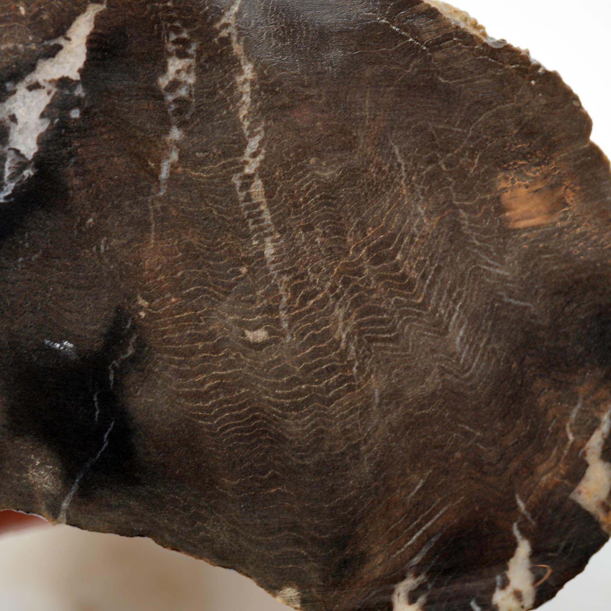 Prineville Herringbone Petrified Wood Rough - Sun Bleached Woodgrain