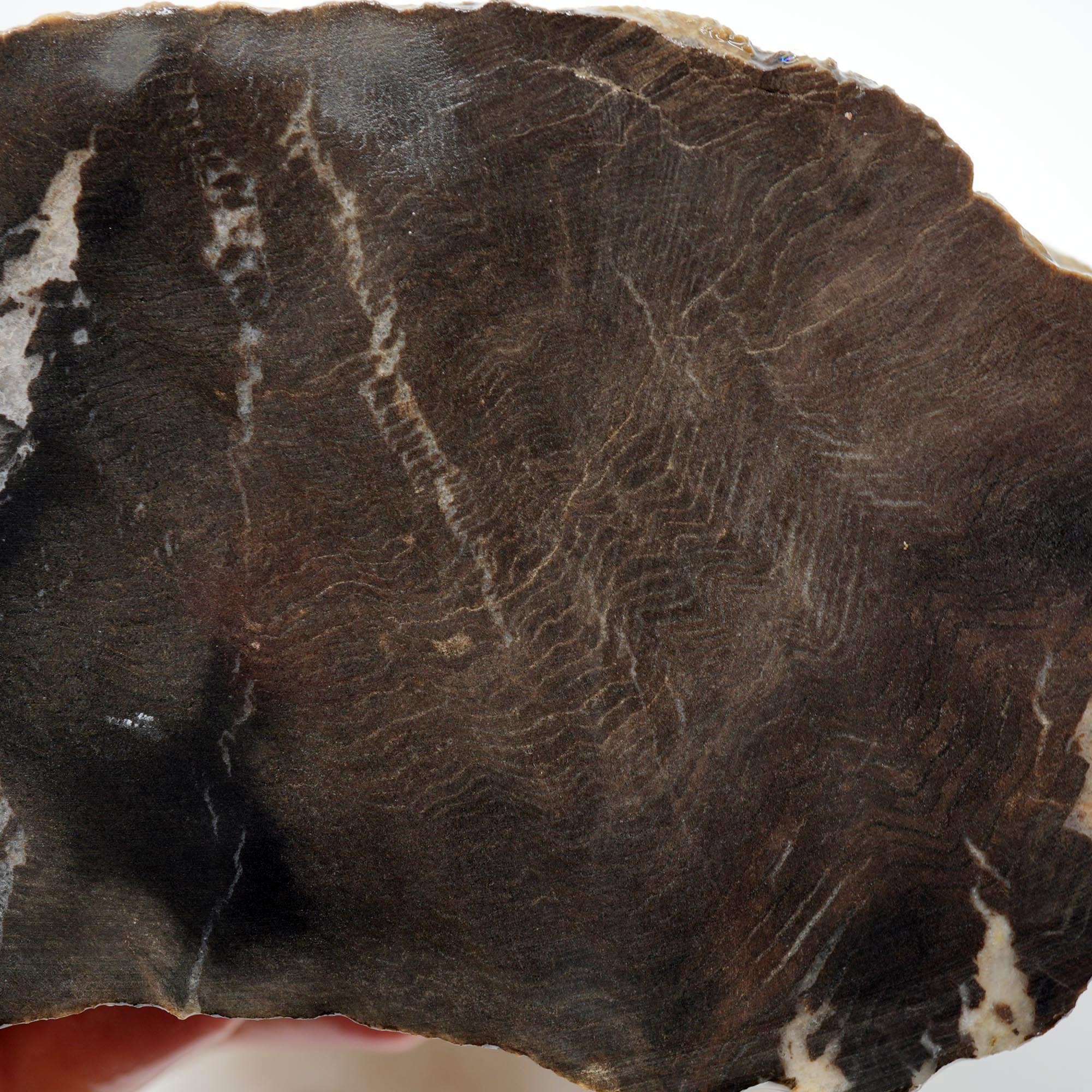 Prineville Herringbone Petrified Wood Rough - Sun Bleached Woodgrain