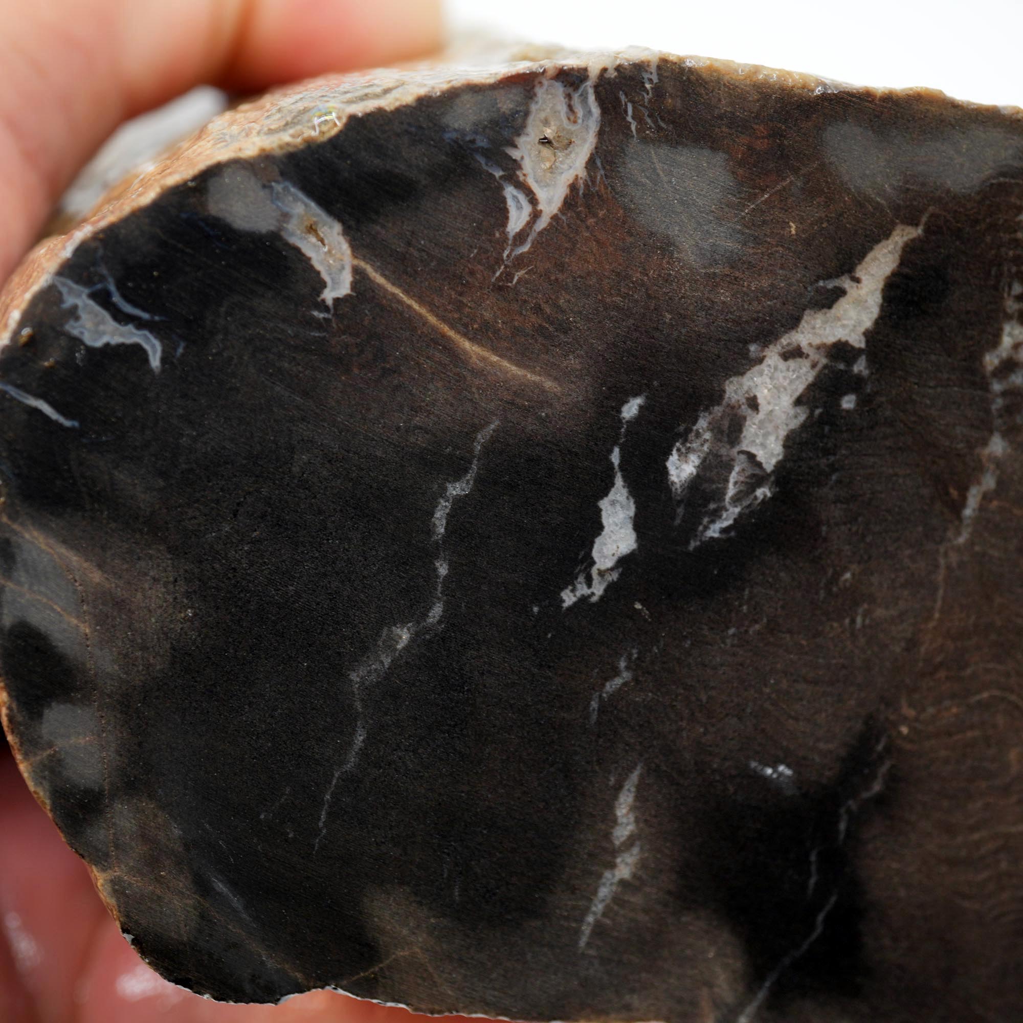 Prineville Herringbone Petrified Wood Rough - Sun Bleached Woodgrain