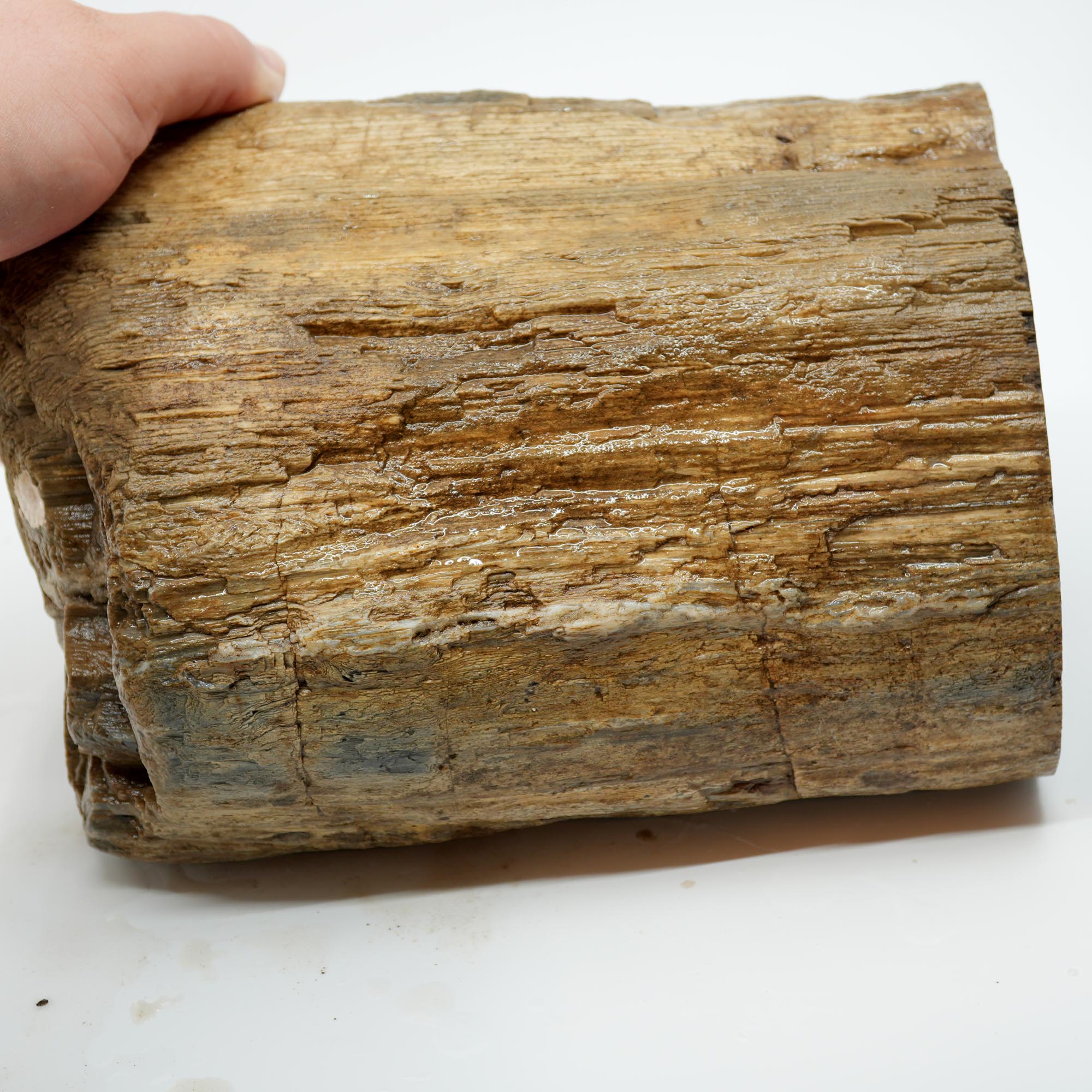 Prineville Herringbone Petrified Wood Rough - Sun Bleached Woodgrain