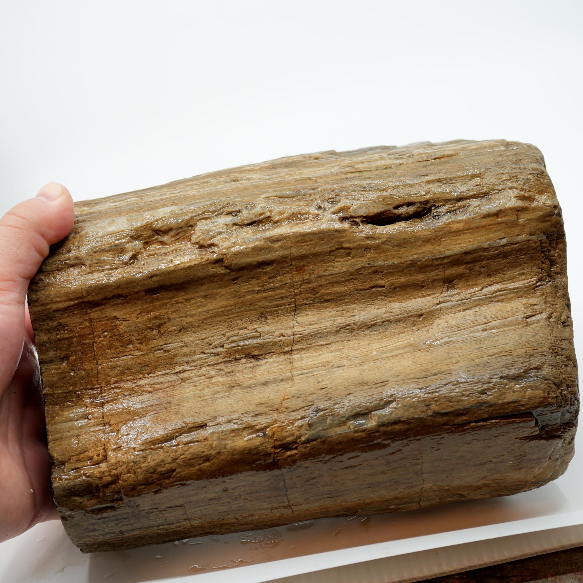 Prineville Herringbone Petrified Wood Rough - Sun Bleached Woodgrain