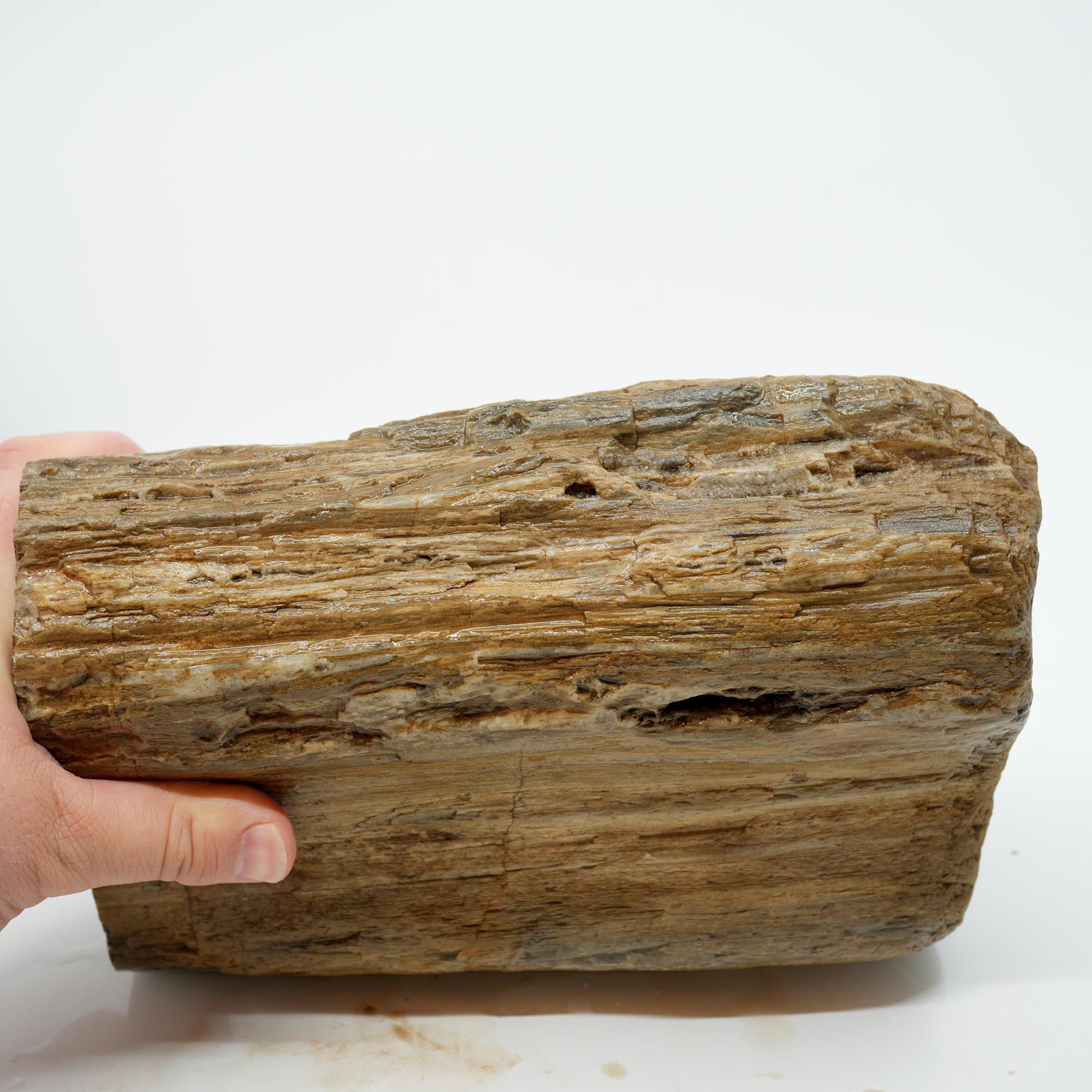 Prineville Herringbone Petrified Wood Rough - Sun Bleached Woodgrain