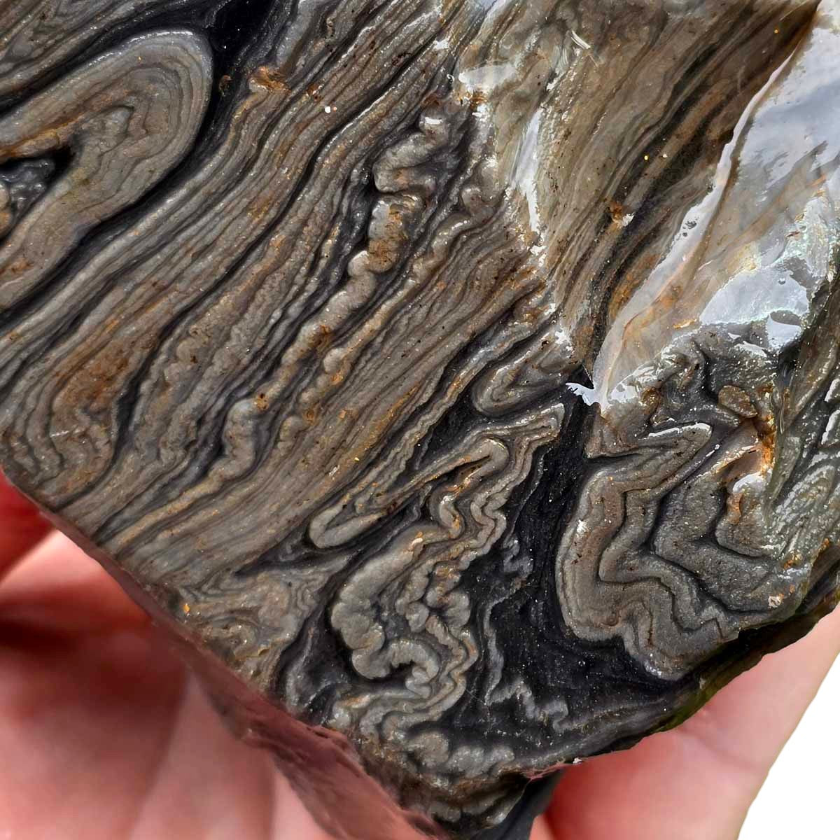 Rare Damascus Obsidian Rough Chunk!