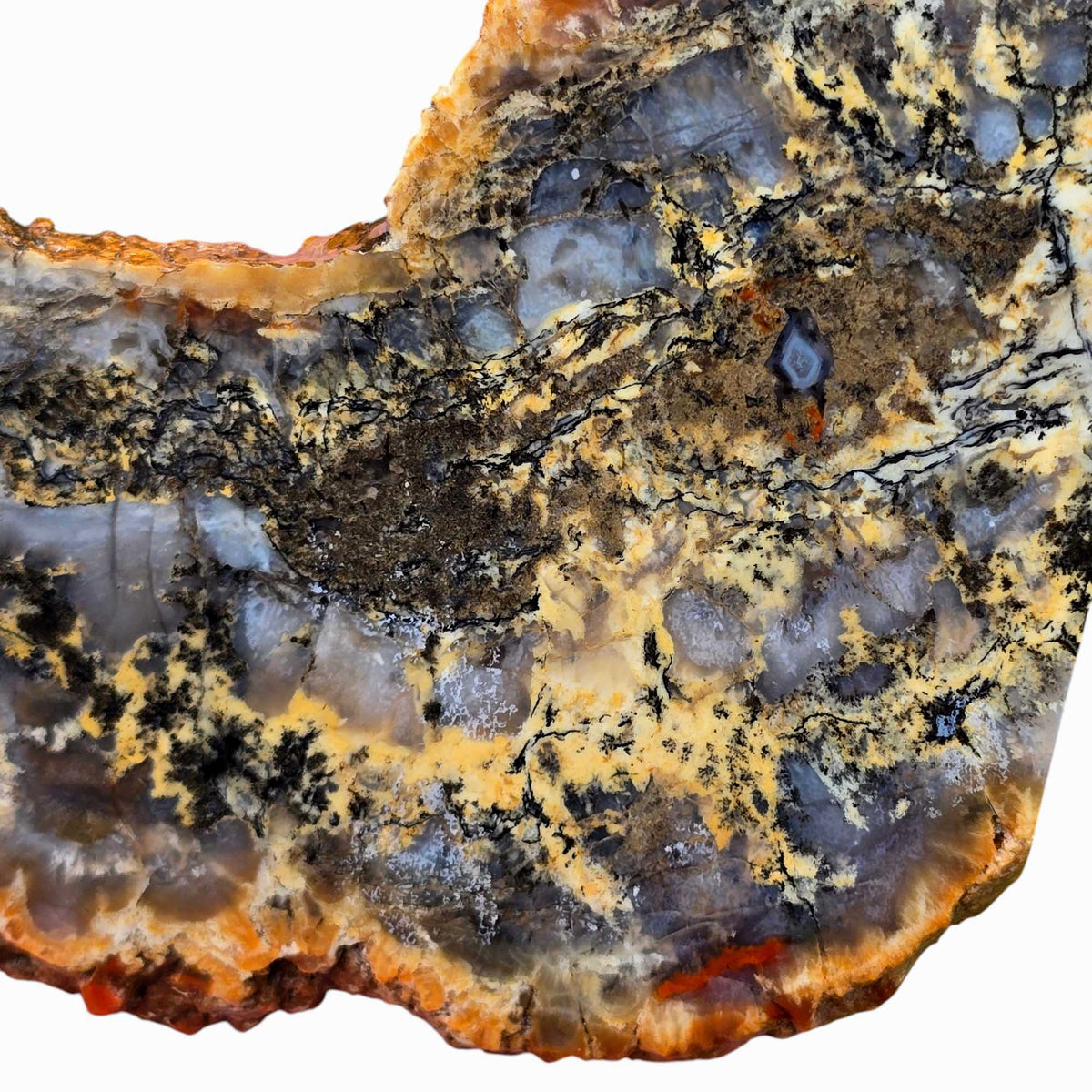 Coprolit Coprolite Fossil Dinosaur Poo Slab Lapidary Stone Slice Cut Rock