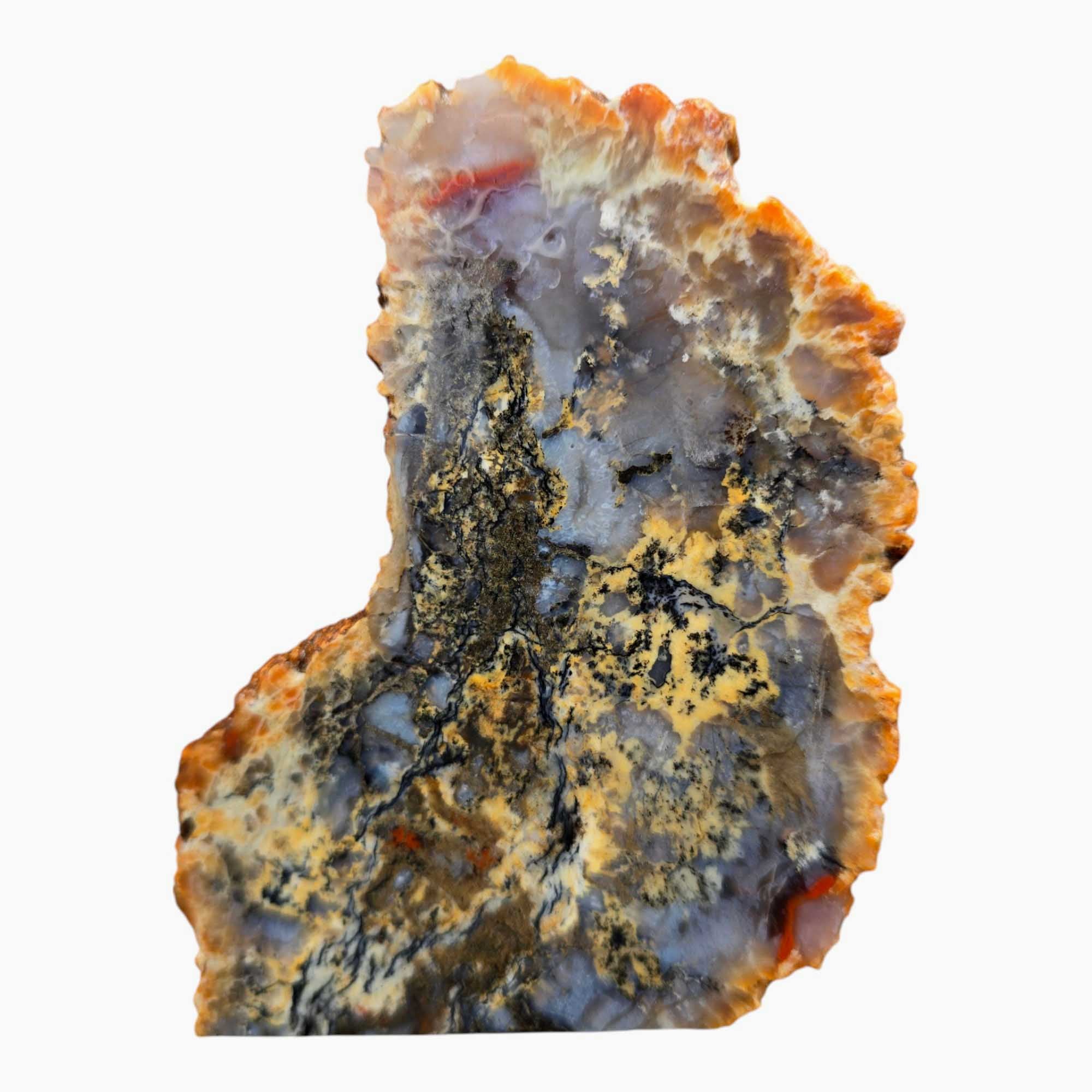 Coprolite Fossil Dinosaur Poo Slab Lapidary Stone Slice Cut Rock #3462-Photo3