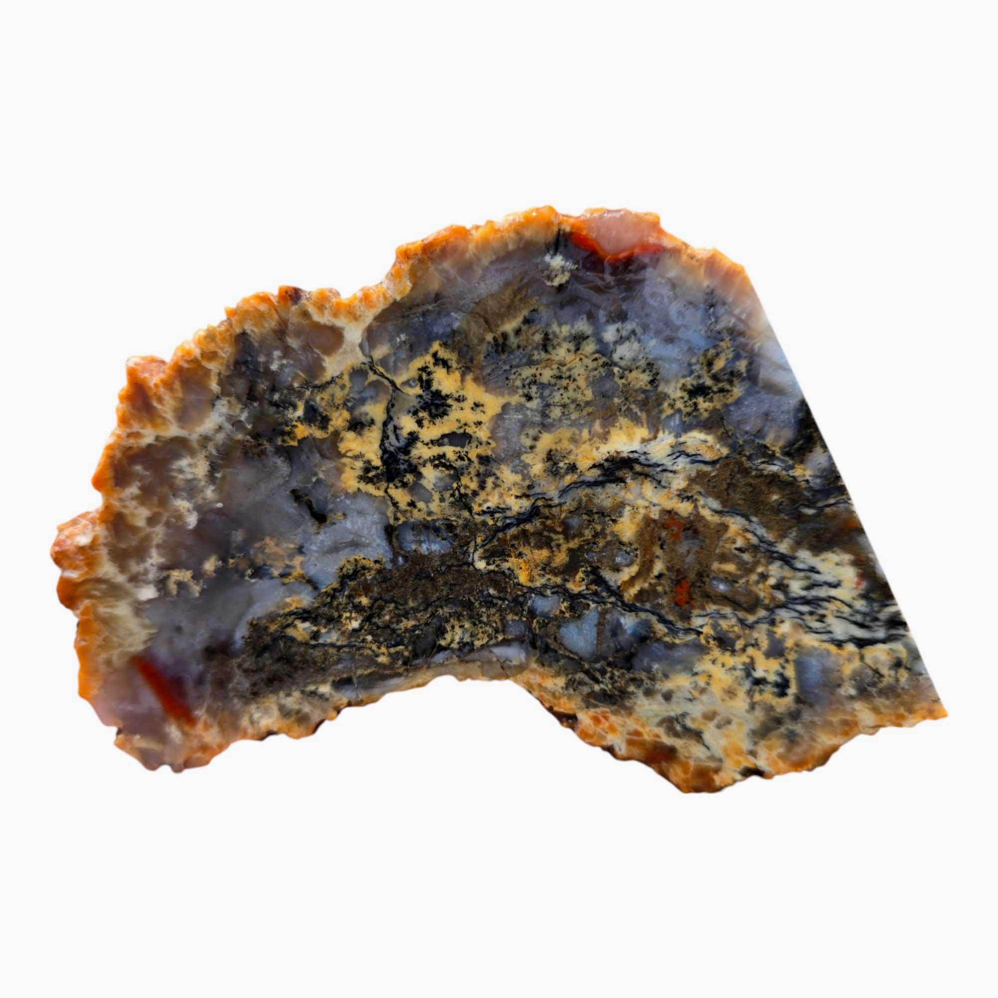 Coprolite Fossil Dinosaur Poo Slab Lapidary Stone Slice Cut Rock #3462-Photo4