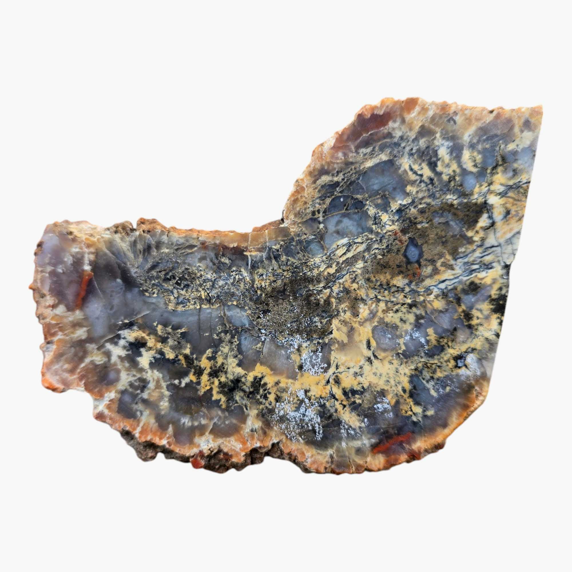 Coprolite Fossil Dinosaur Poo Slab Dry Natural Mineral Variations #3462-Photo5