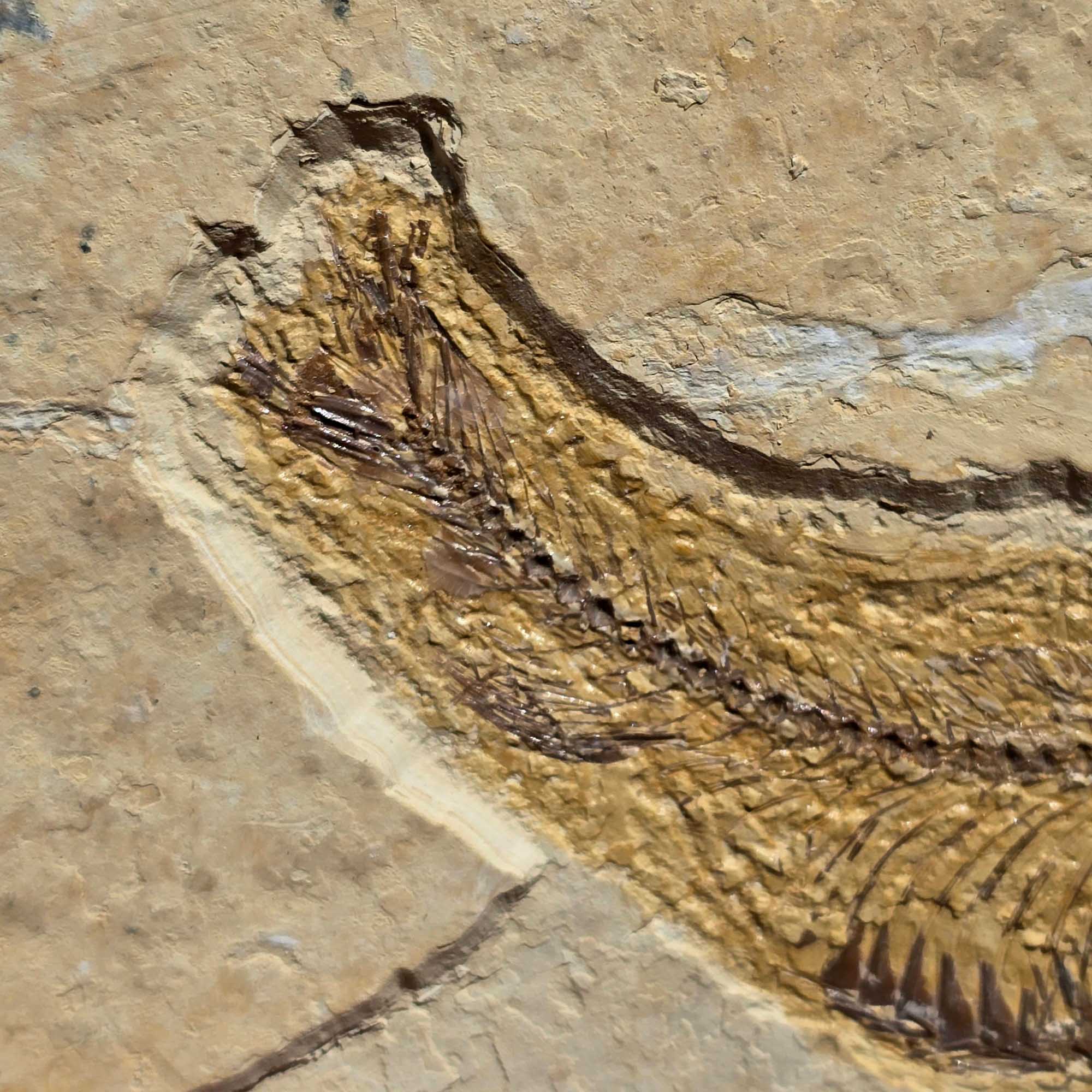 Authentic Knightia eocaena Fish Fossil Plate Green River Formation #3493-Photo2