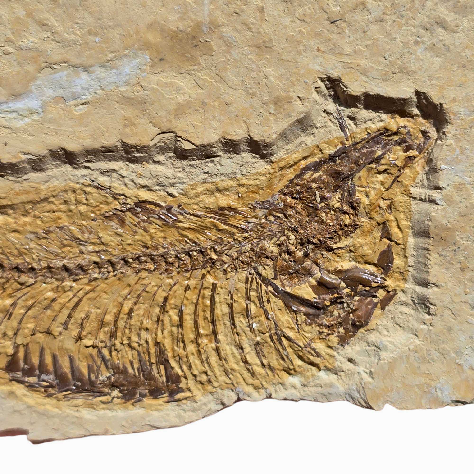 Authentic Knightia eocaena Fish Fossil Plate Green River Formation #3493-Photo3