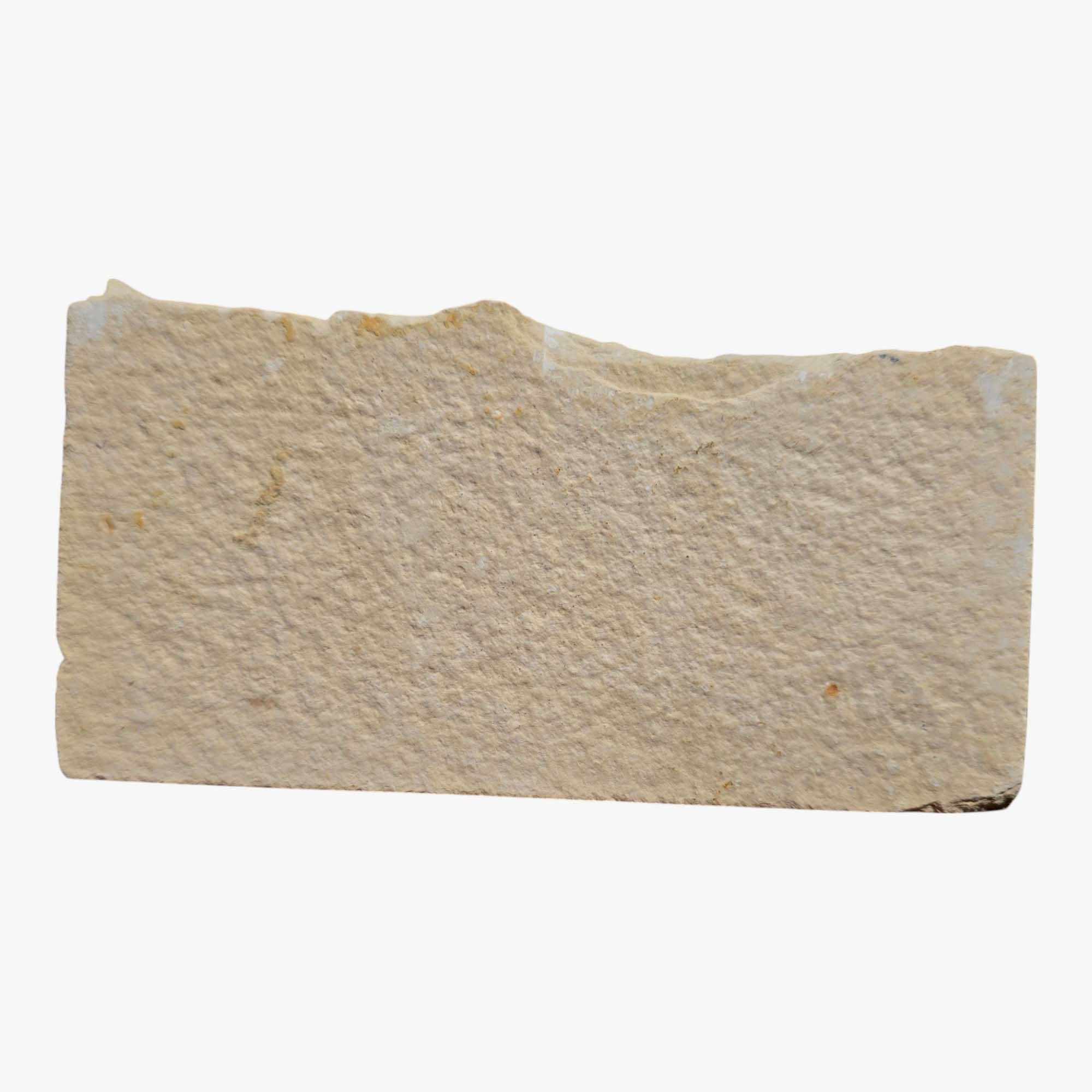 Authentic Knightia eocaena Fish Fossil Plate Green River Formation #3493-Photo5