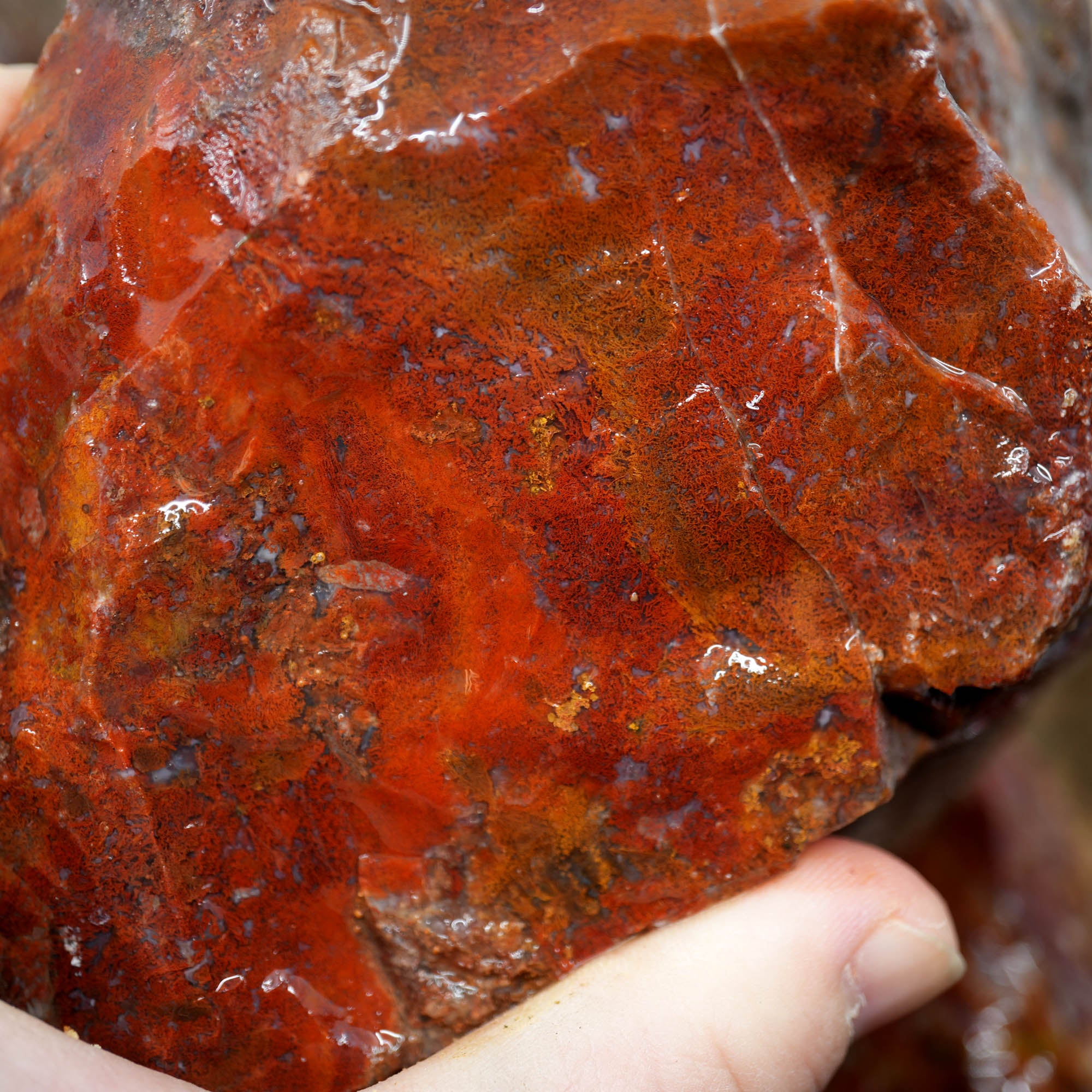 Agua Nueva Moss Agate Red Golden Well-Defined Moss Pattern #F368-Photo6