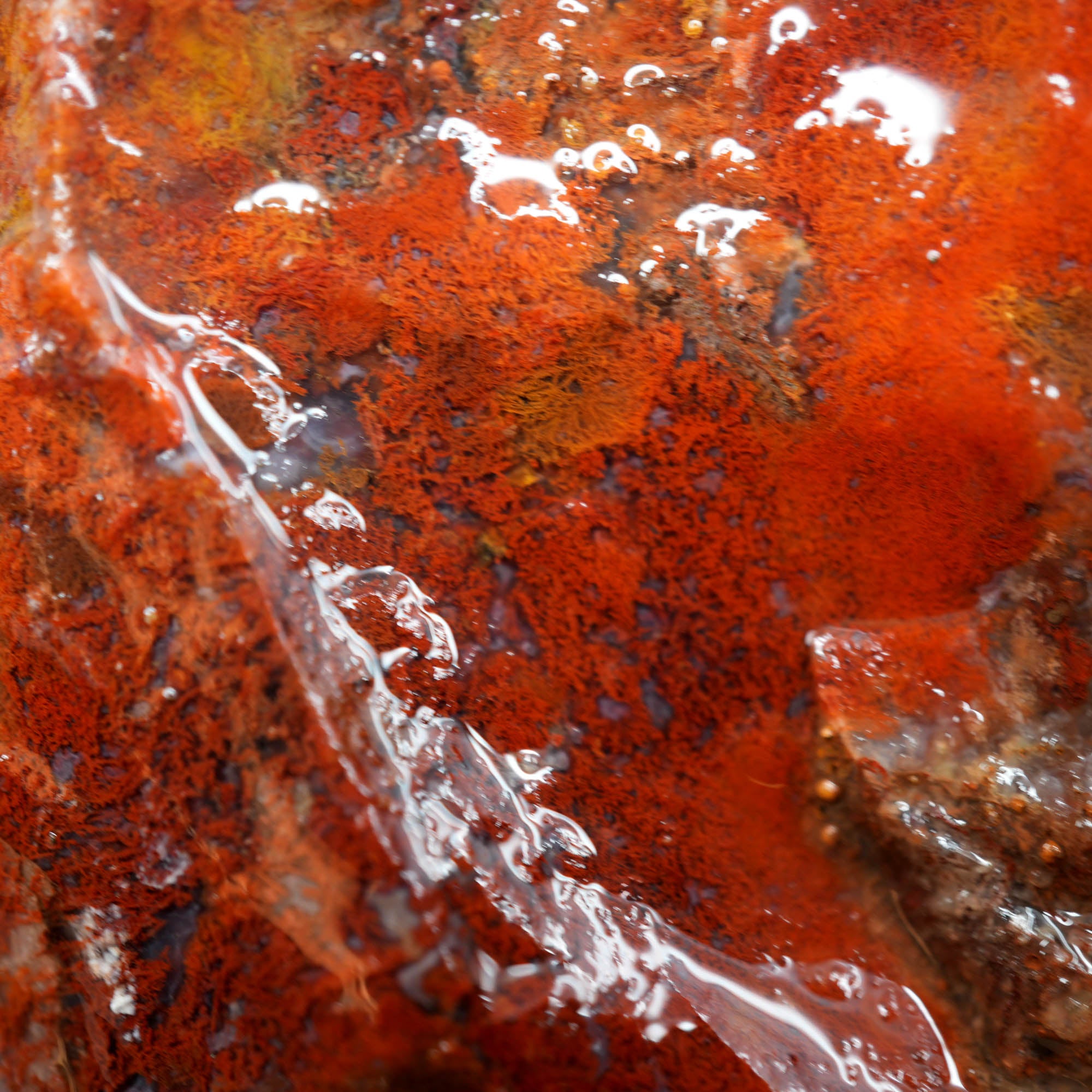 Agua Nueva Moss Agate Red Golden Well-Defined Moss Pattern #F368-Photo7