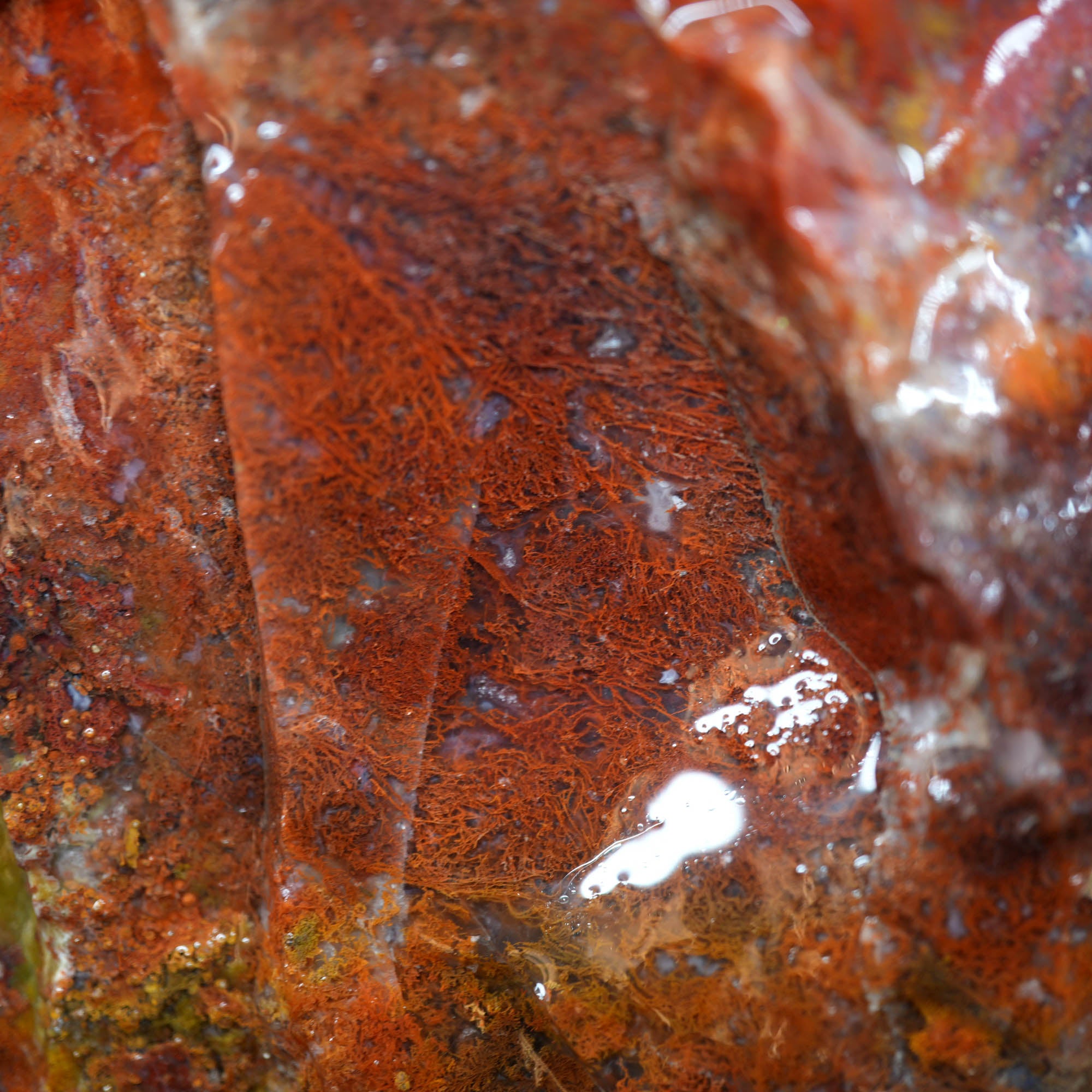 Agua Nueva Moss Agate Red Golden Well-Defined Moss Pattern #F368-Photo8
