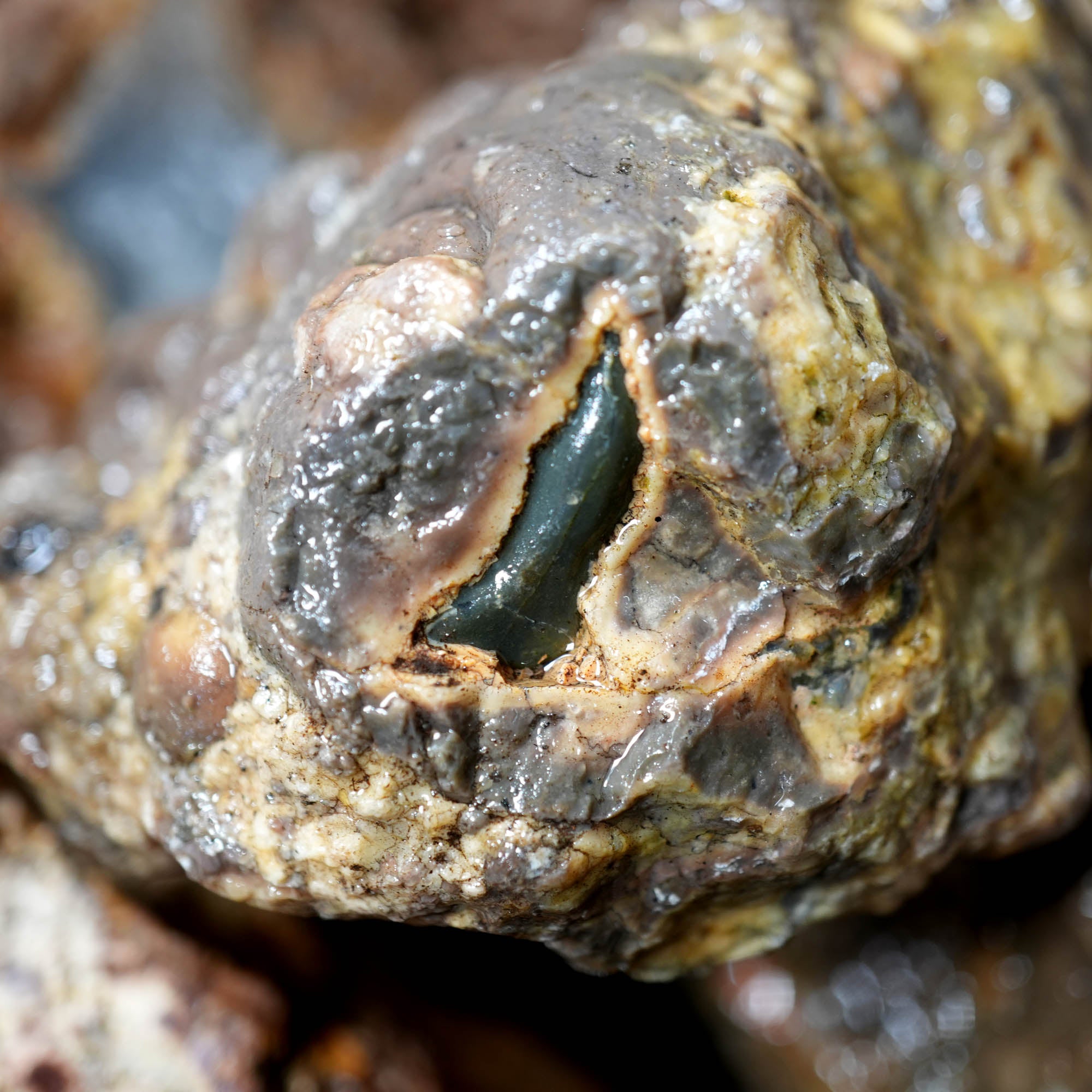 Mix Thundereggs Old Stock Flatrate - Rare Oregon Plume Potential