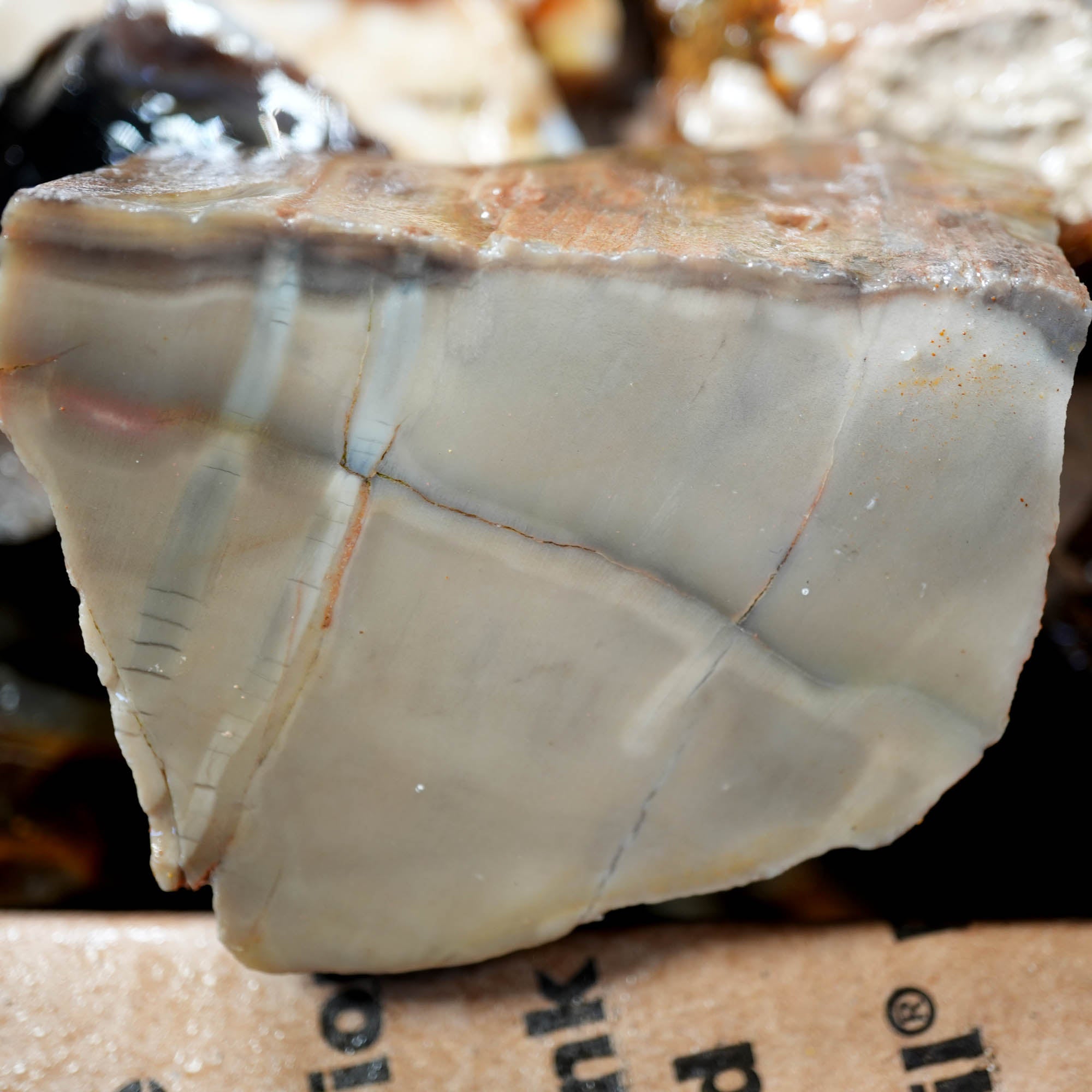 Saddle Mountain Petrified Wood Flatrate - Great Pattern and Wood Structure