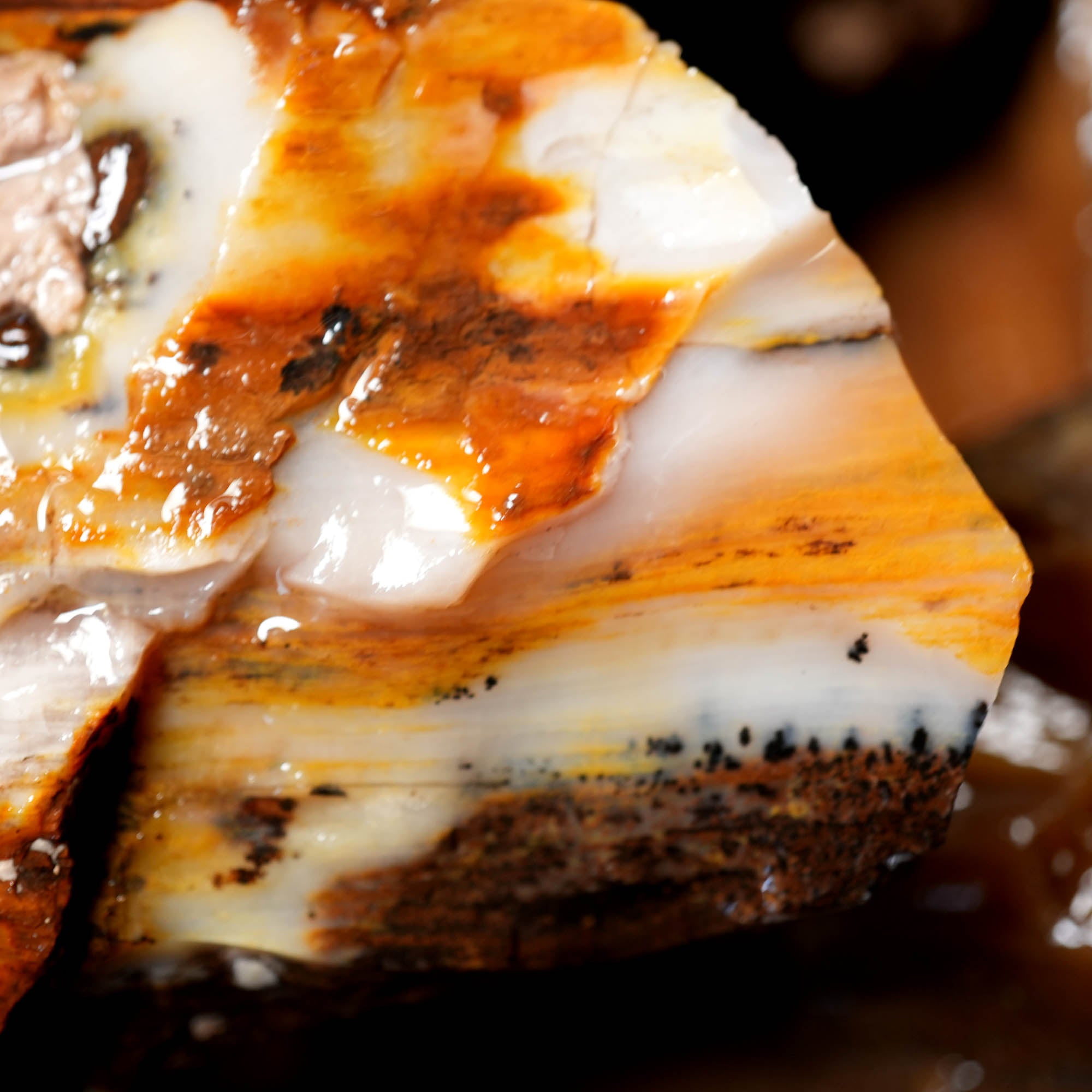 Saddle Mountain Petrified Wood Flatrate - Great Pattern and Wood Structure