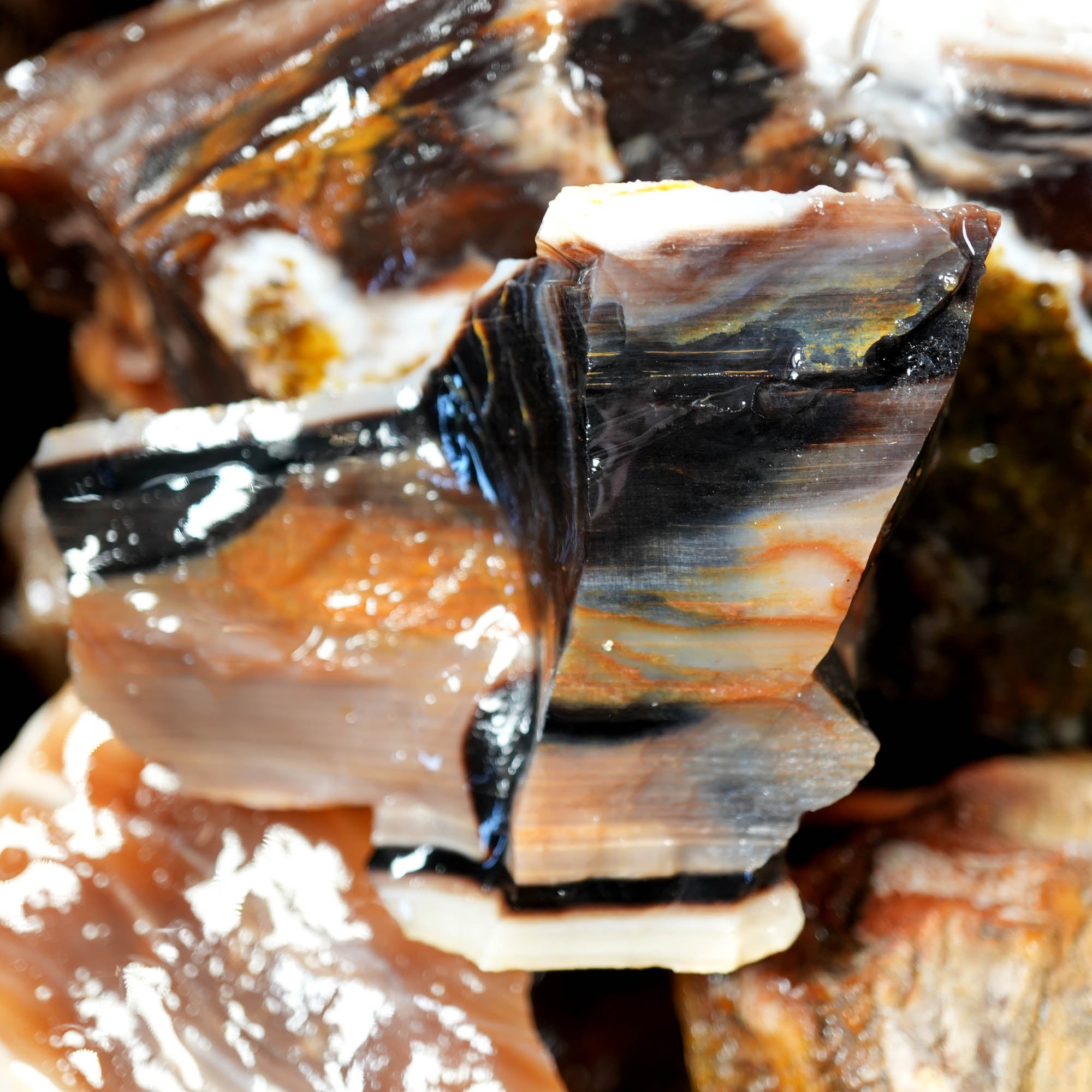 Saddle Mountain Petrified Wood Flatrate - Great Pattern and Wood Structure