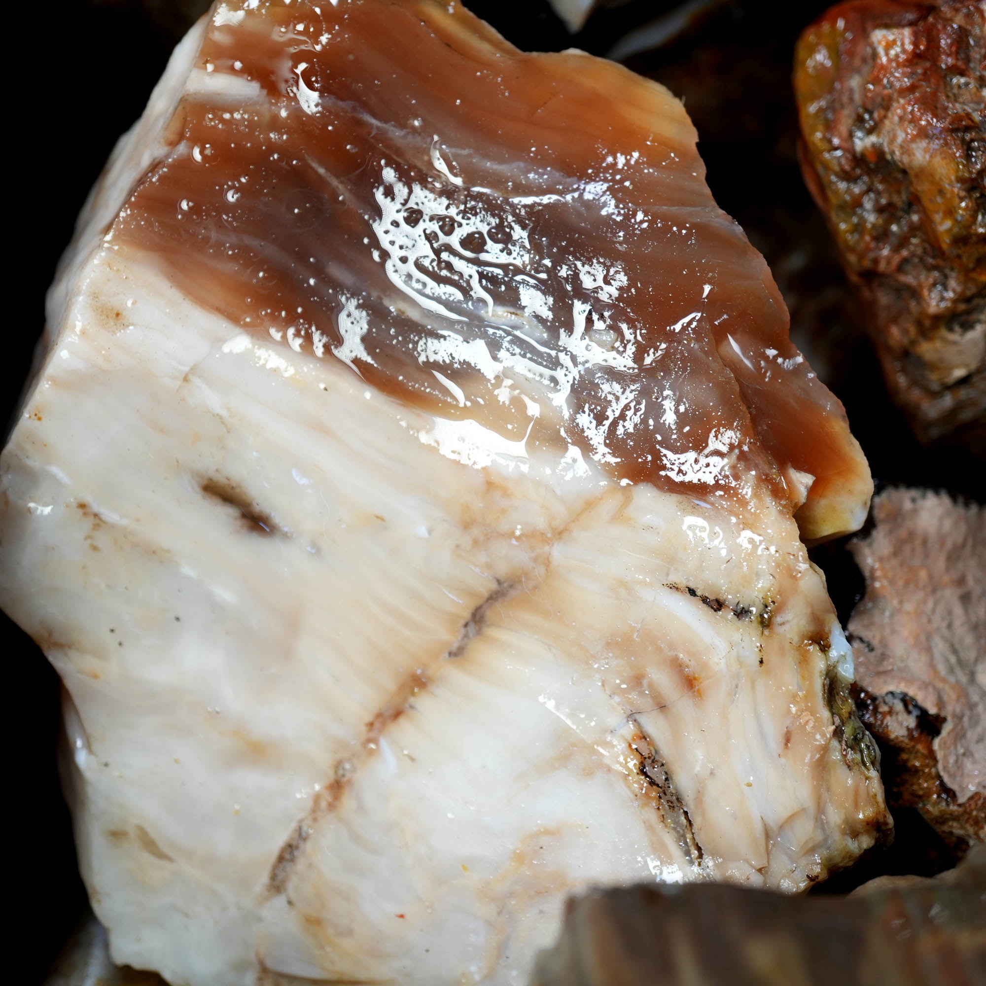 Saddle Mountain Petrified Wood Flatrate - Great Pattern and Wood Structure