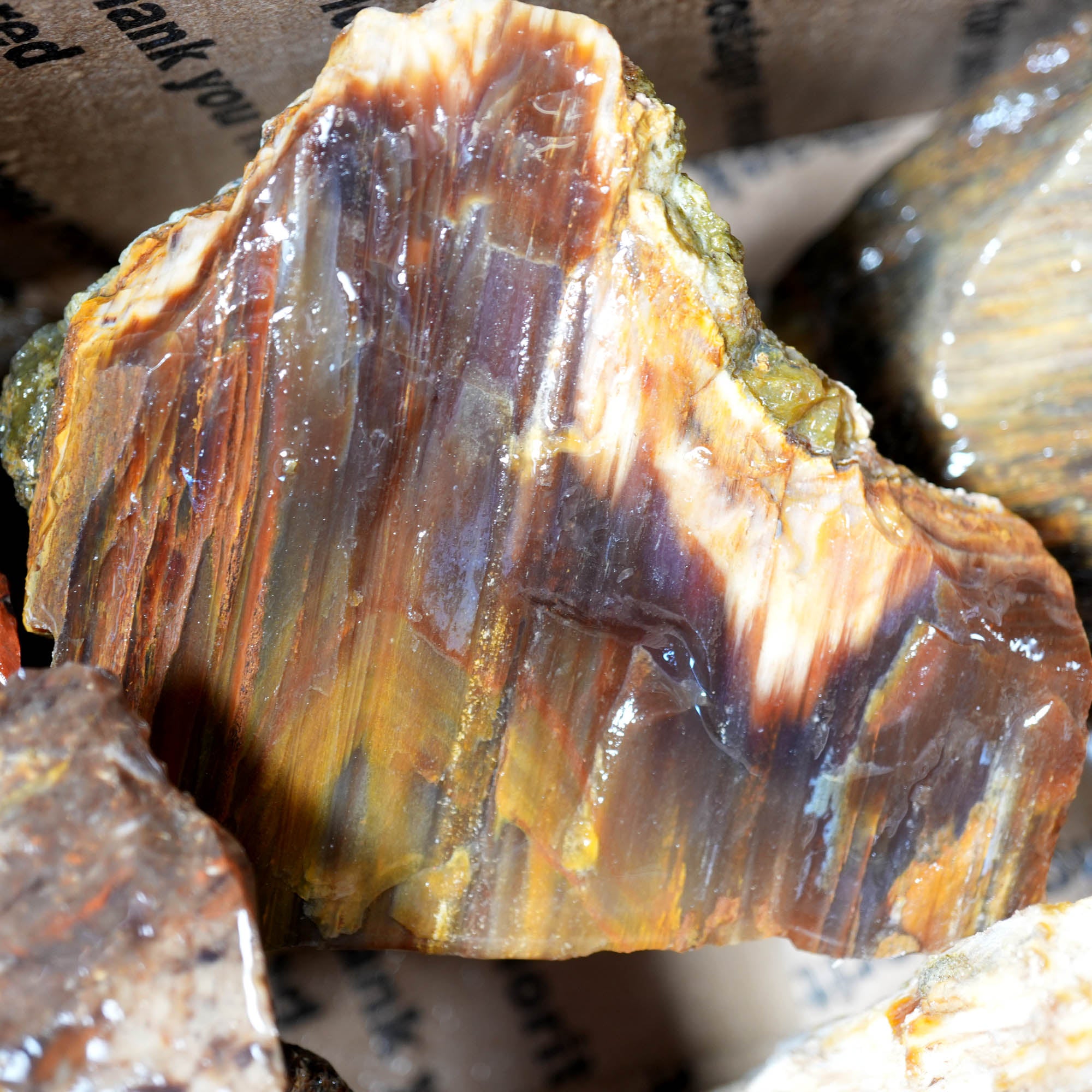 Saddle Mountain Petrified Wood Flatrate - Great Pattern and Wood Structure