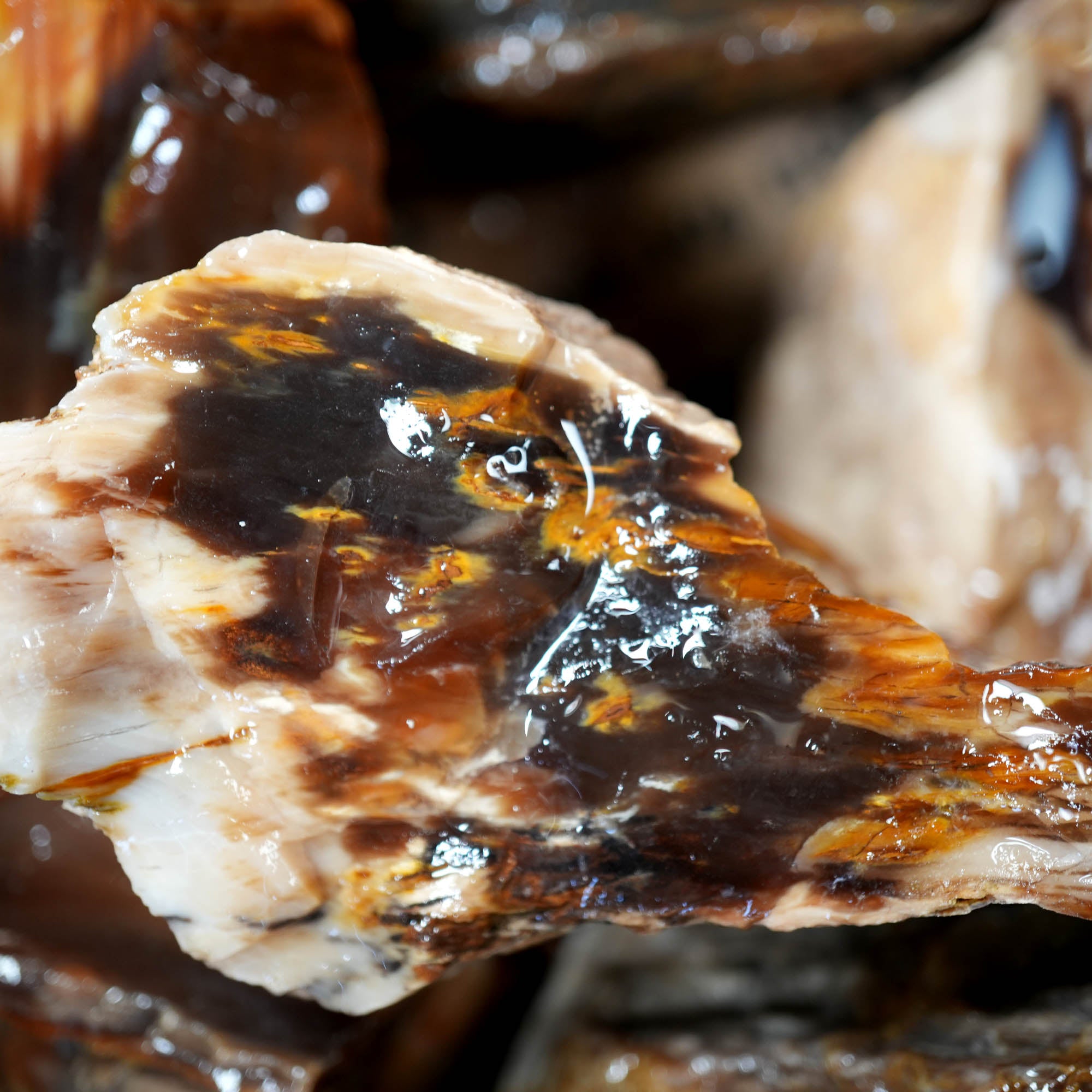 Saddle Mountain Petrified Wood Flatrate - Great Pattern and Wood Structure