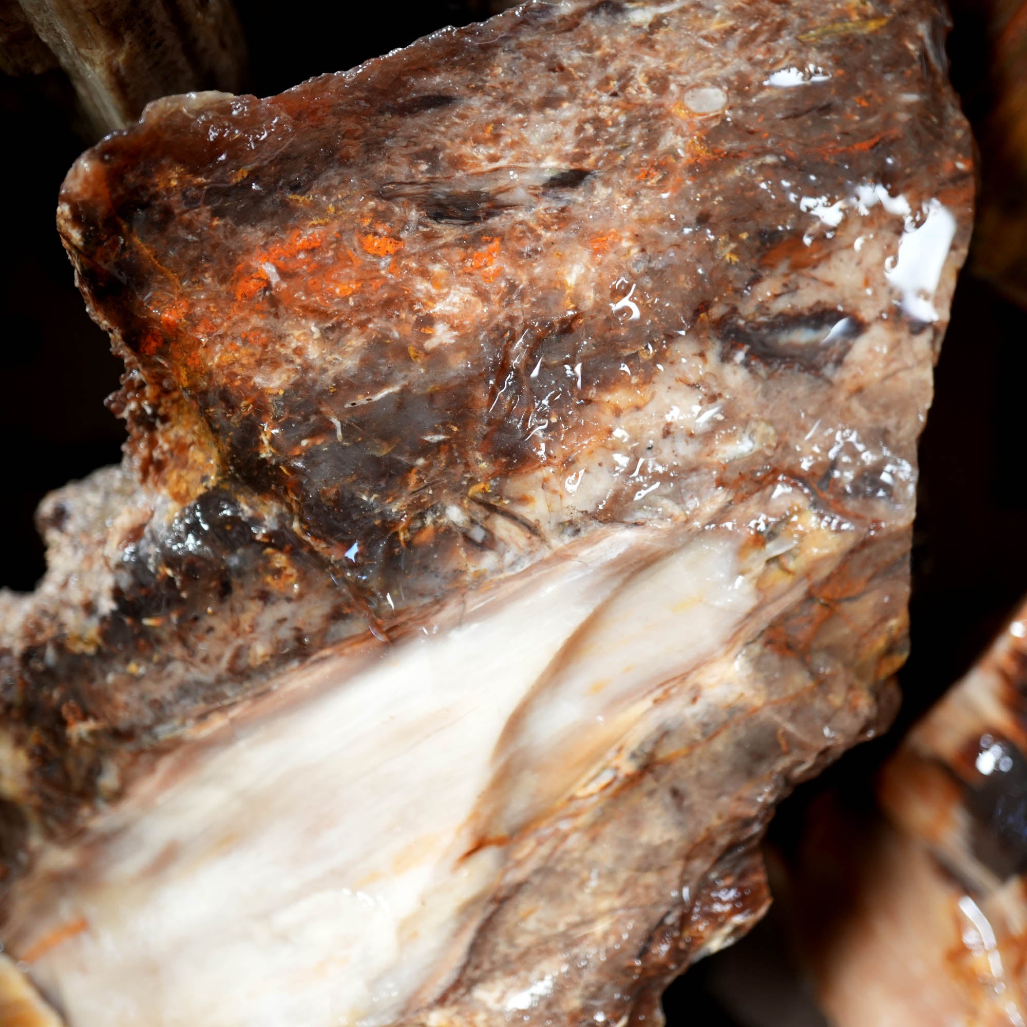 Saddle Mountain Petrified Wood Flatrate - Great Pattern and Wood Structure