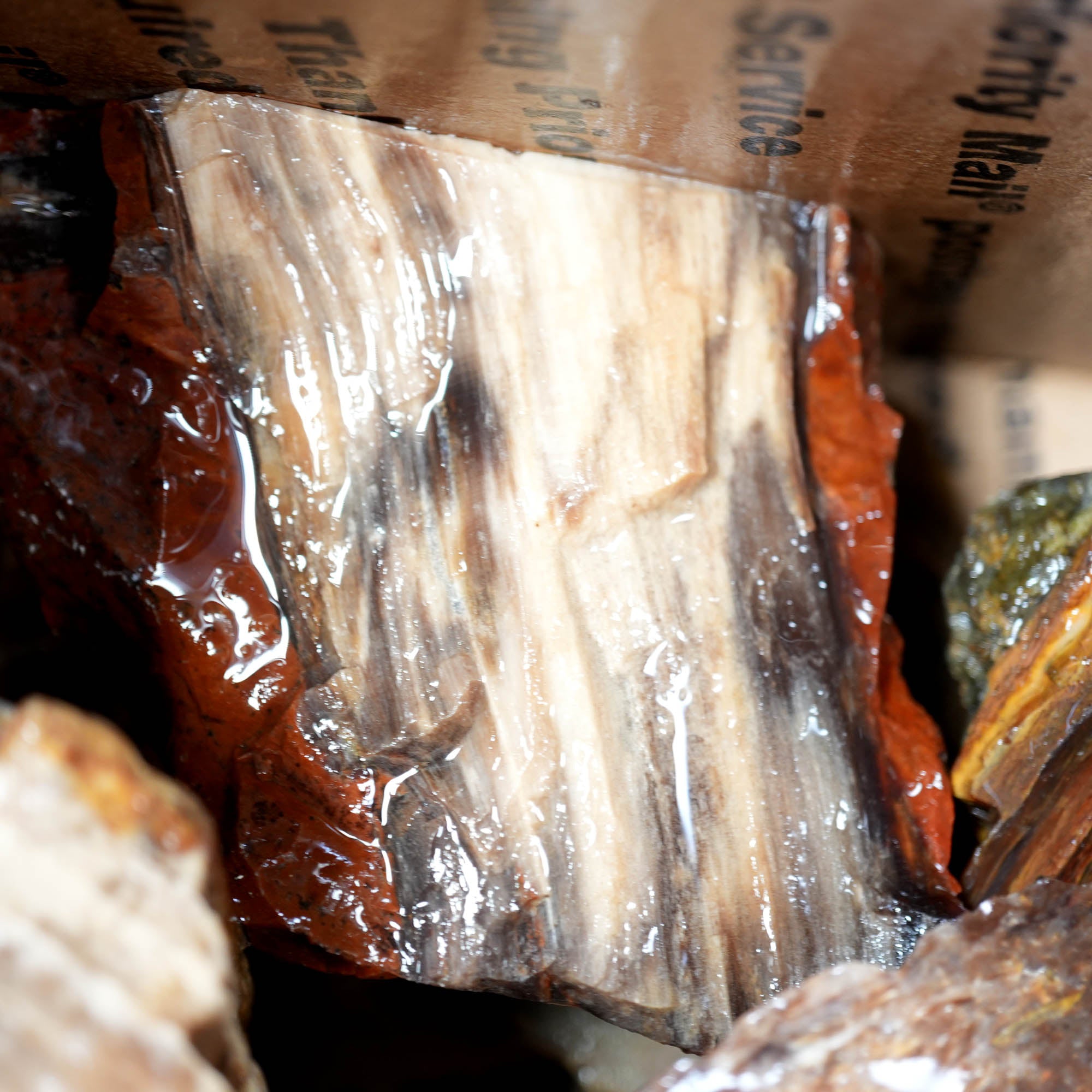 Saddle Mountain Petrified Wood Flatrate - Great Pattern and Wood Structure