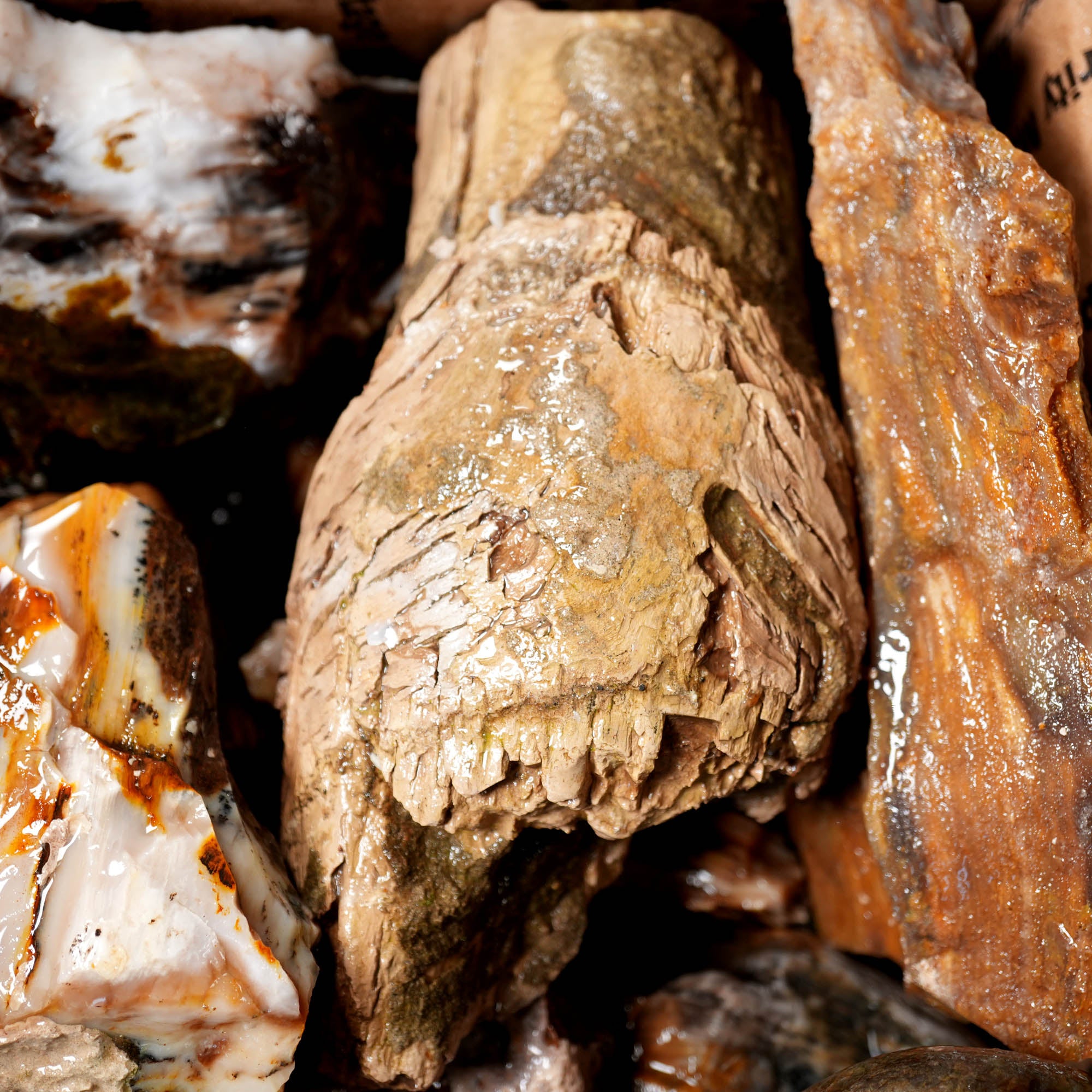 Saddle Mountain Petrified Wood Flatrate - Great Pattern and Wood Structure