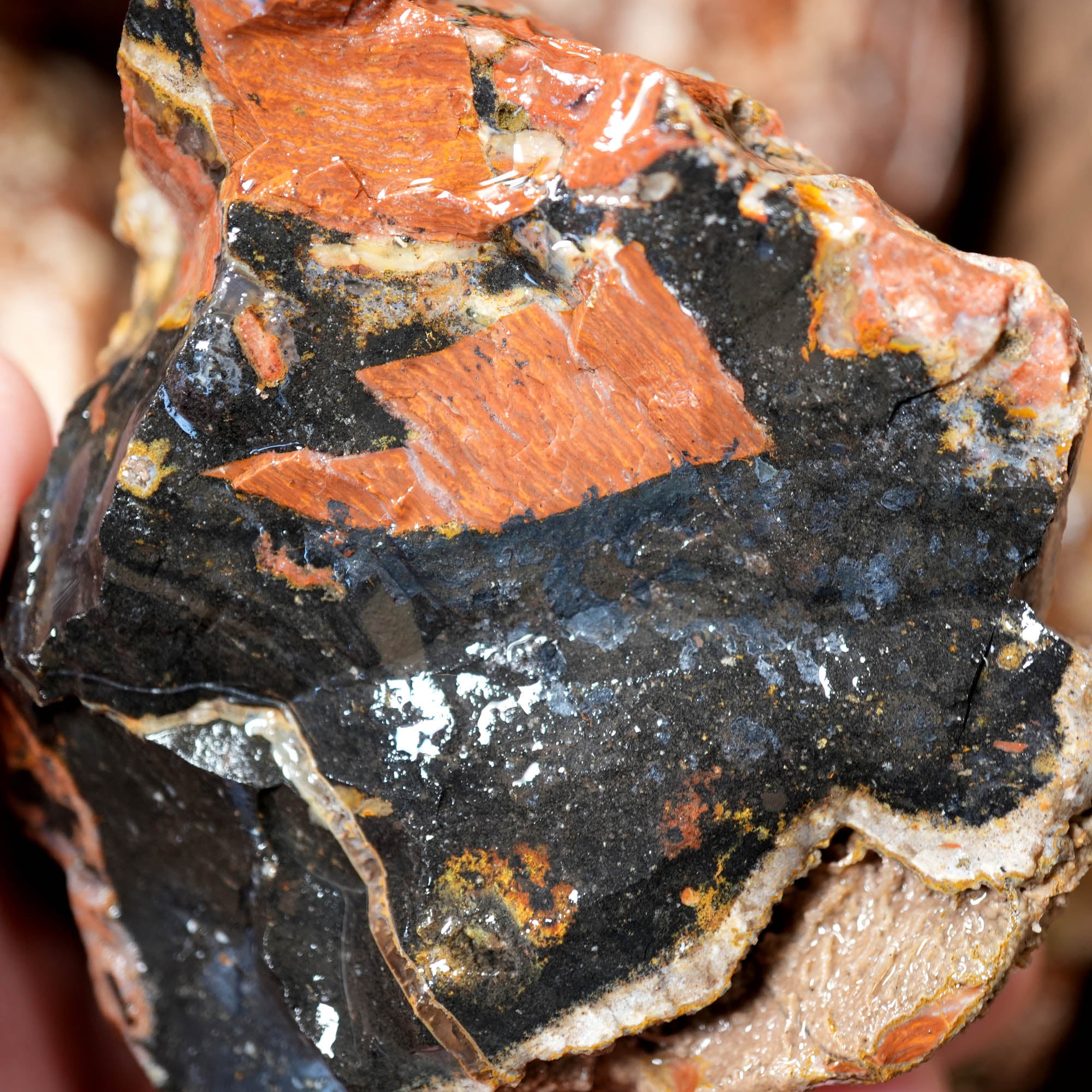 Eagle Rock Plume Agate Rough Flatrate - Multiple Varieties