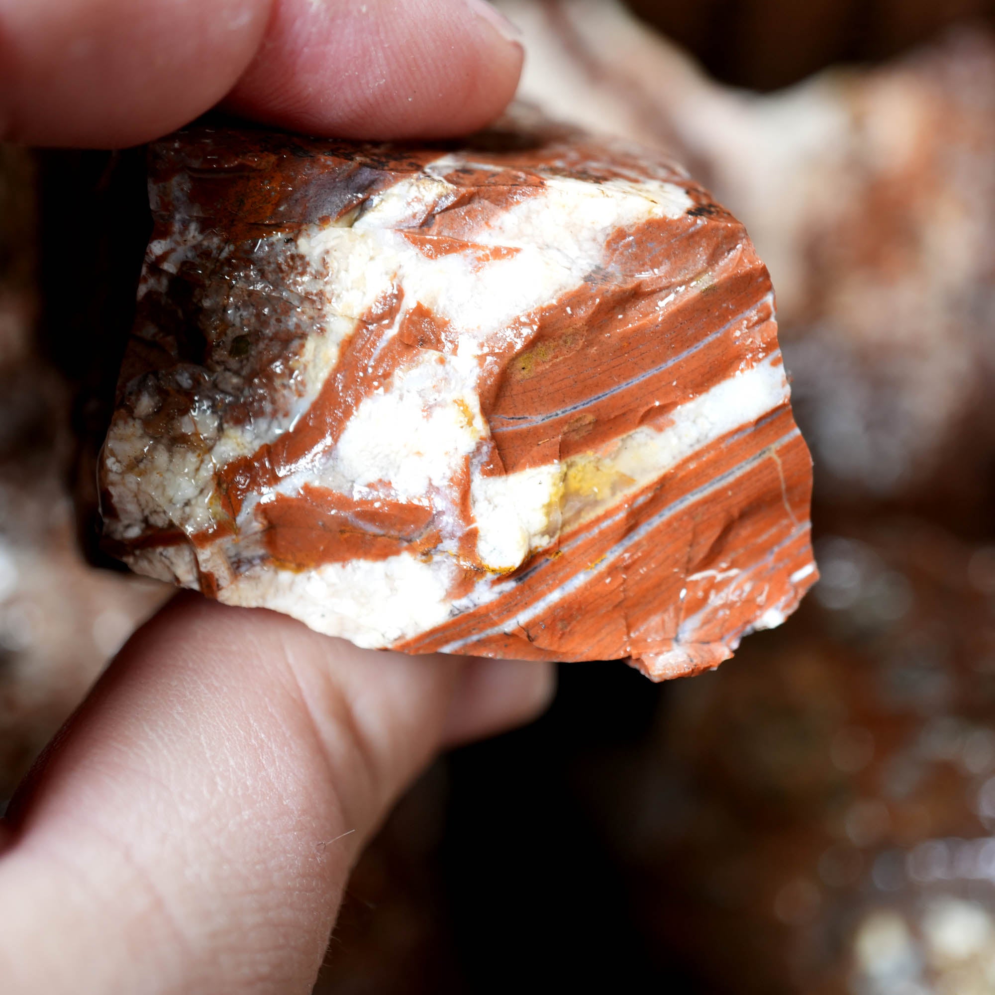 Eagle Rock Plume Agate Rough Flatrate - Multiple Varieties