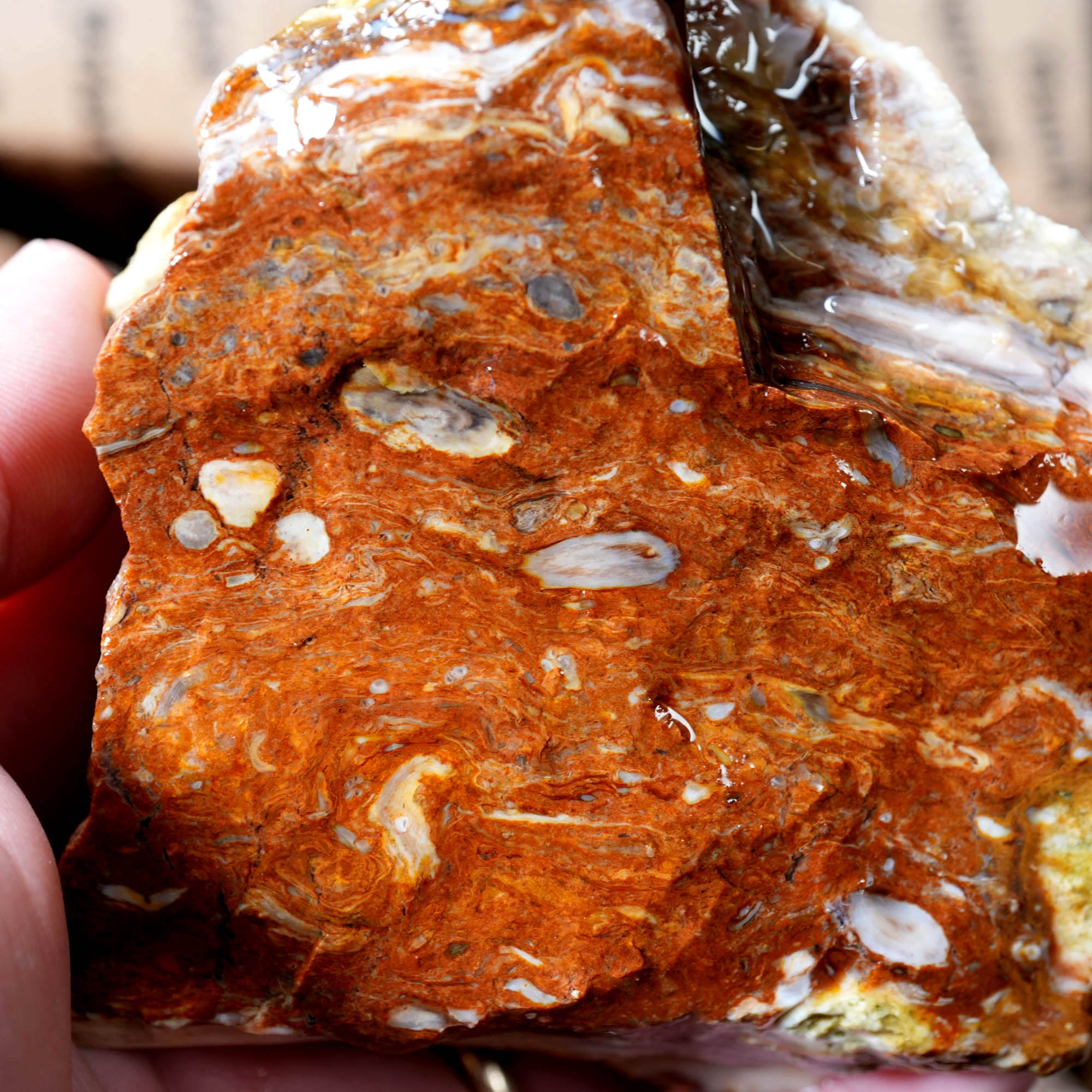 Mix Oregon Flatrate Old Stock Rough - Graveyard Plume Agate Thundereggs #F376-Photo3