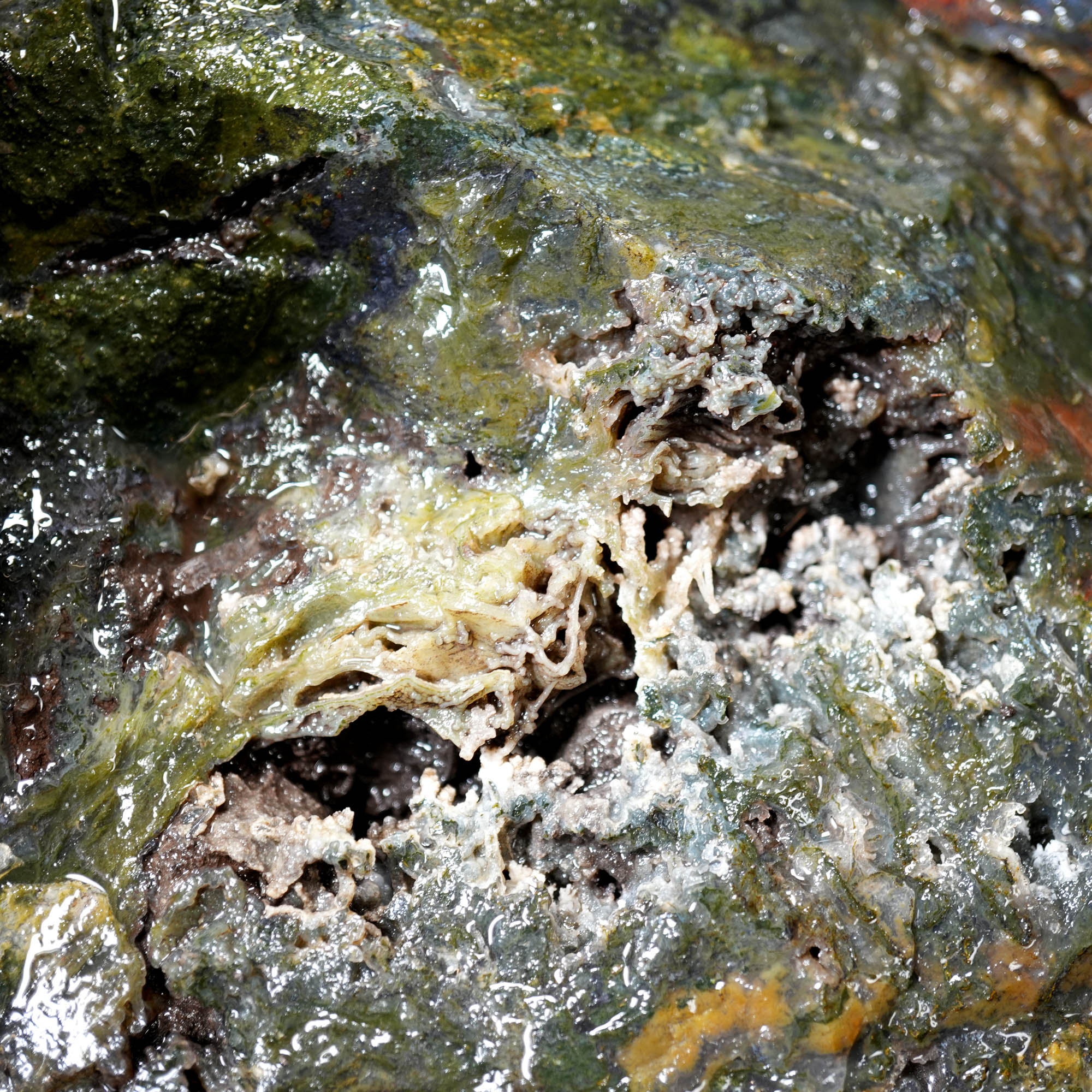 Green Maury Mountain Moss Agate Cutting Rough - Oregon Classic #F377-Photo4