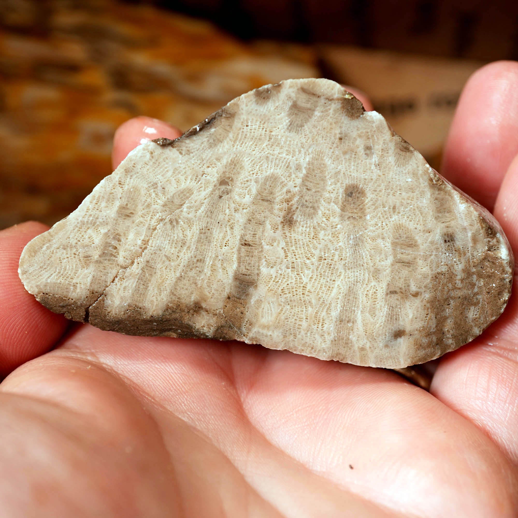 Mixed Cut and Proven Rough - Jasper Agate Obsidian Pattern Display #F378-Photo8